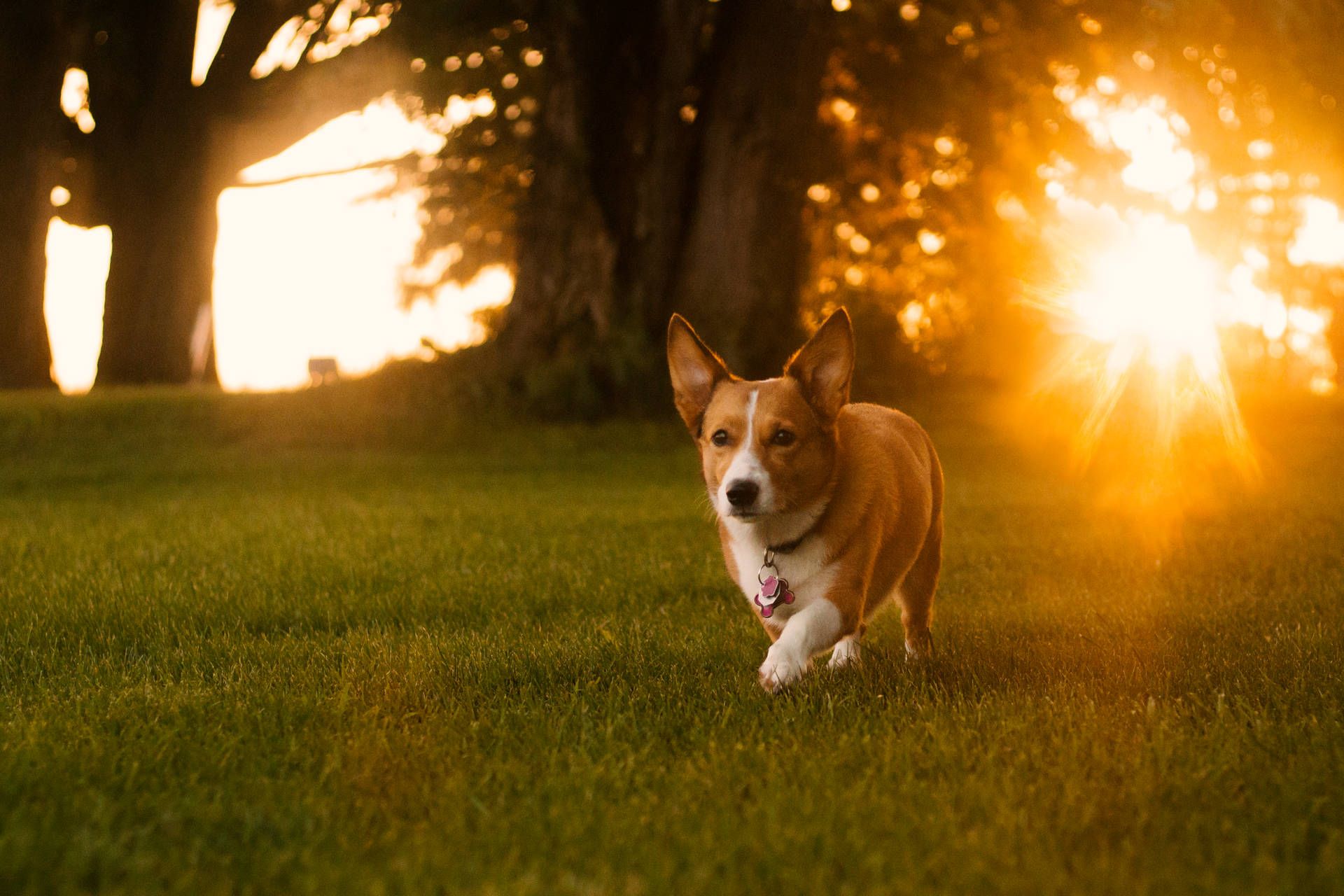 Free Corgi Wallpaper Downloads, Corgi Wallpaper for FREE