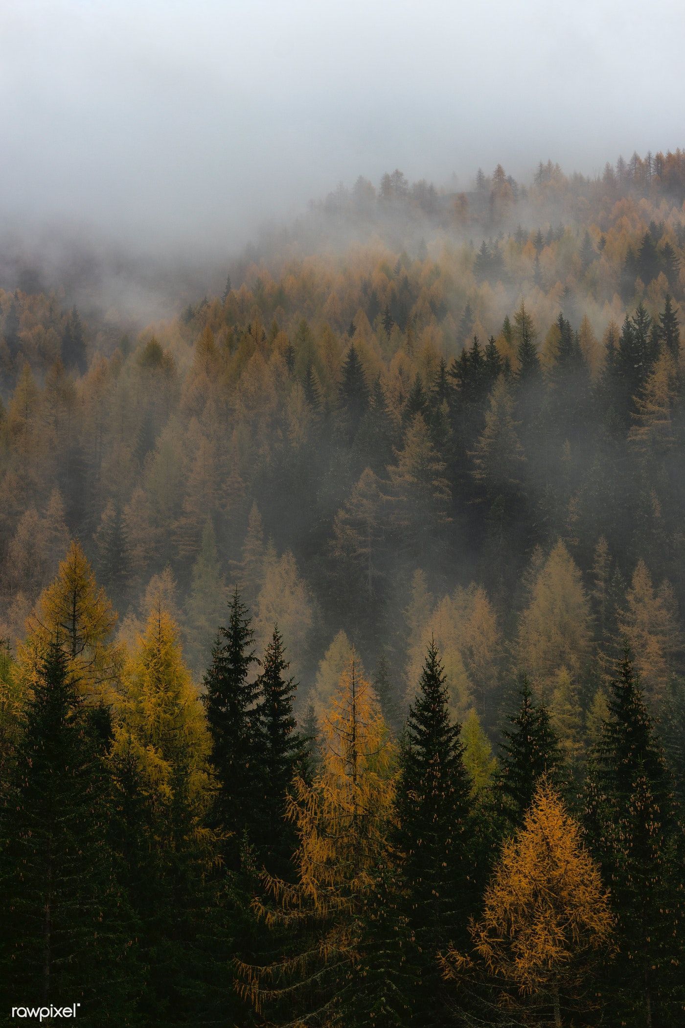 A foggy forest with pine trees - Fog, foggy forest