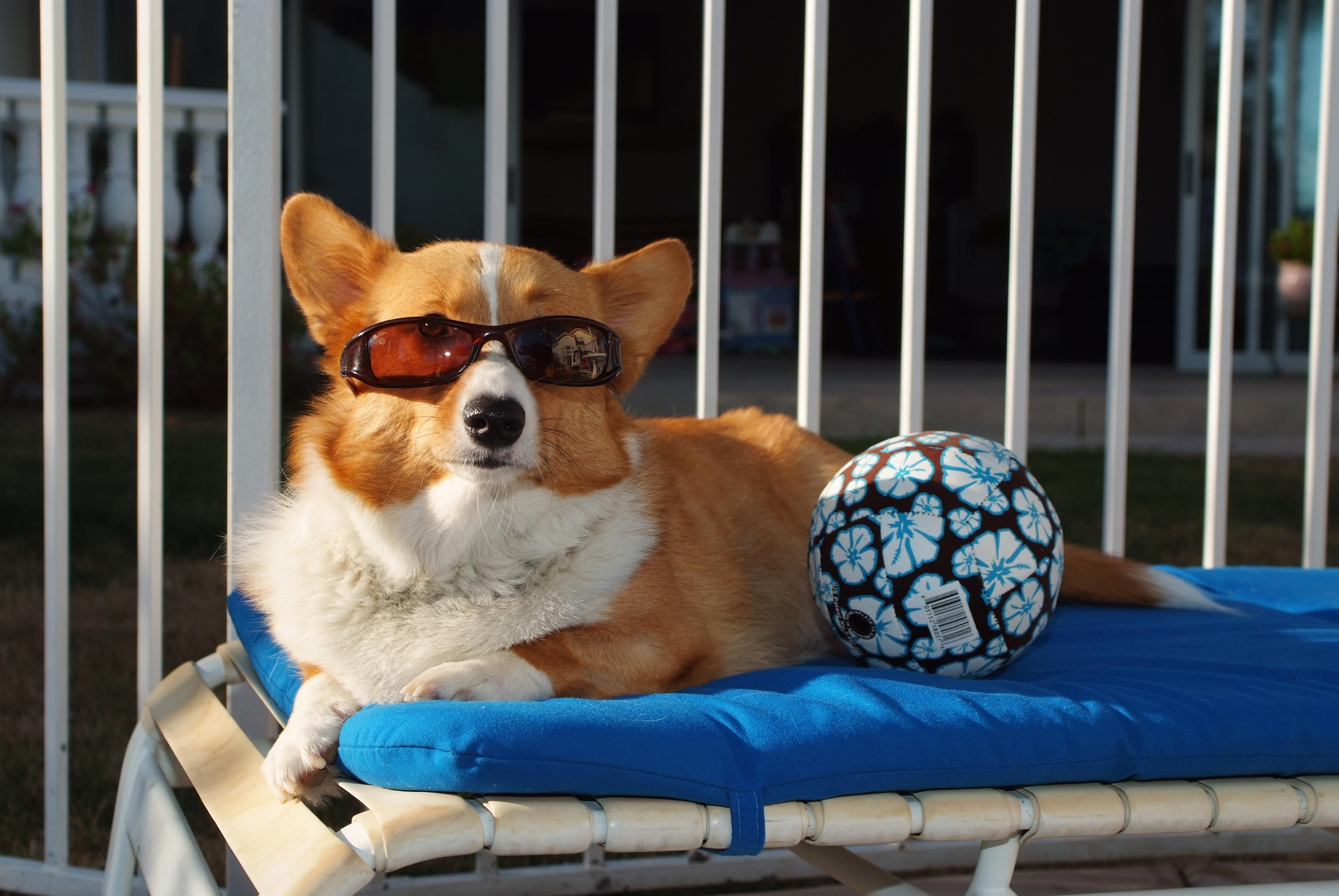 4K, Dogs, Welsh Corgi Gallery HD Wallpaper