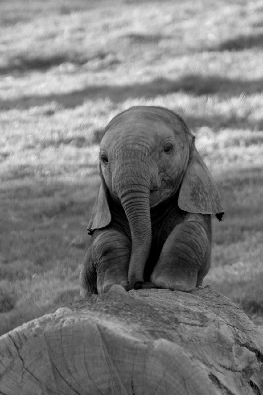 Cute Baby Elephant Wallpaper