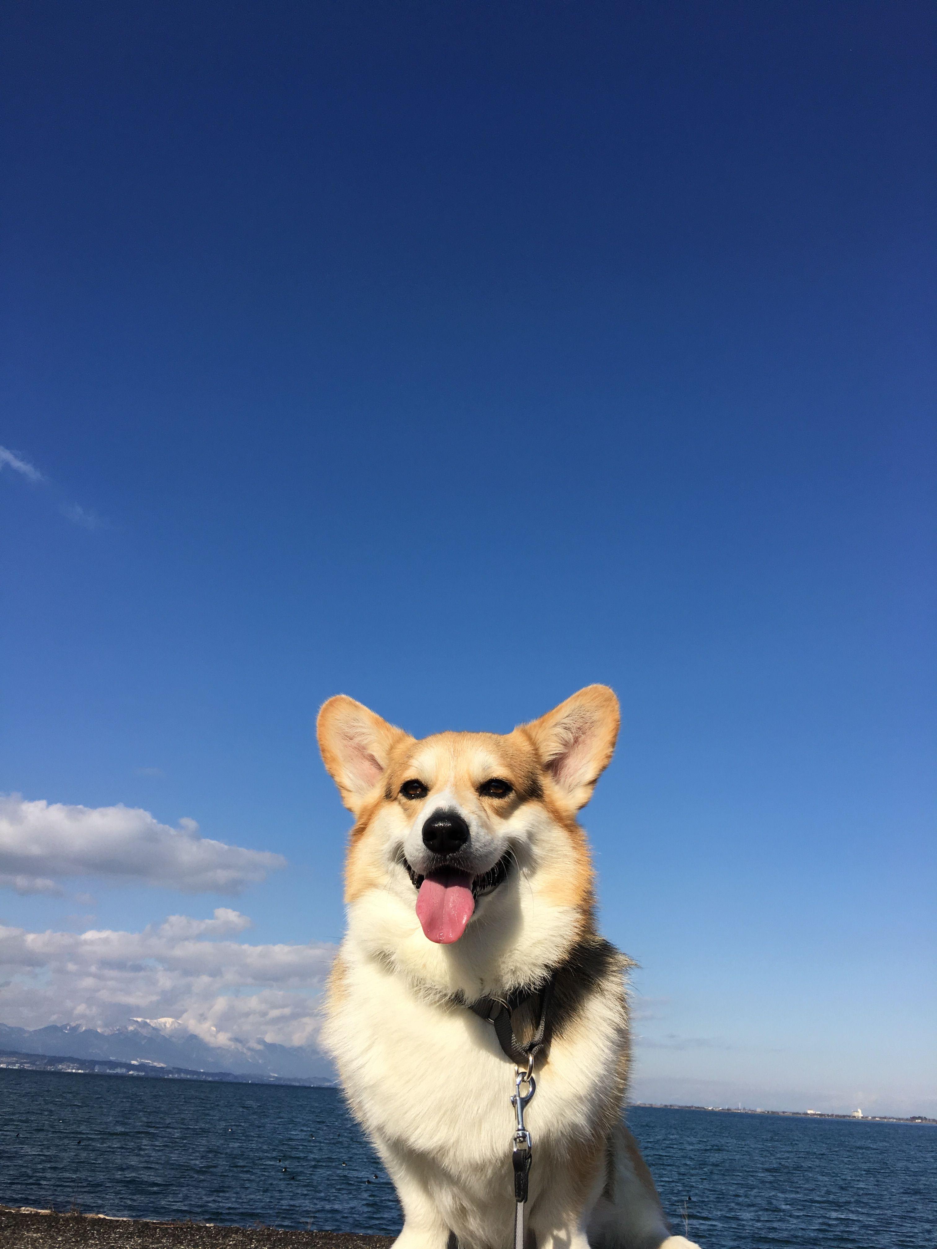 Corgi Dog Wallpaper