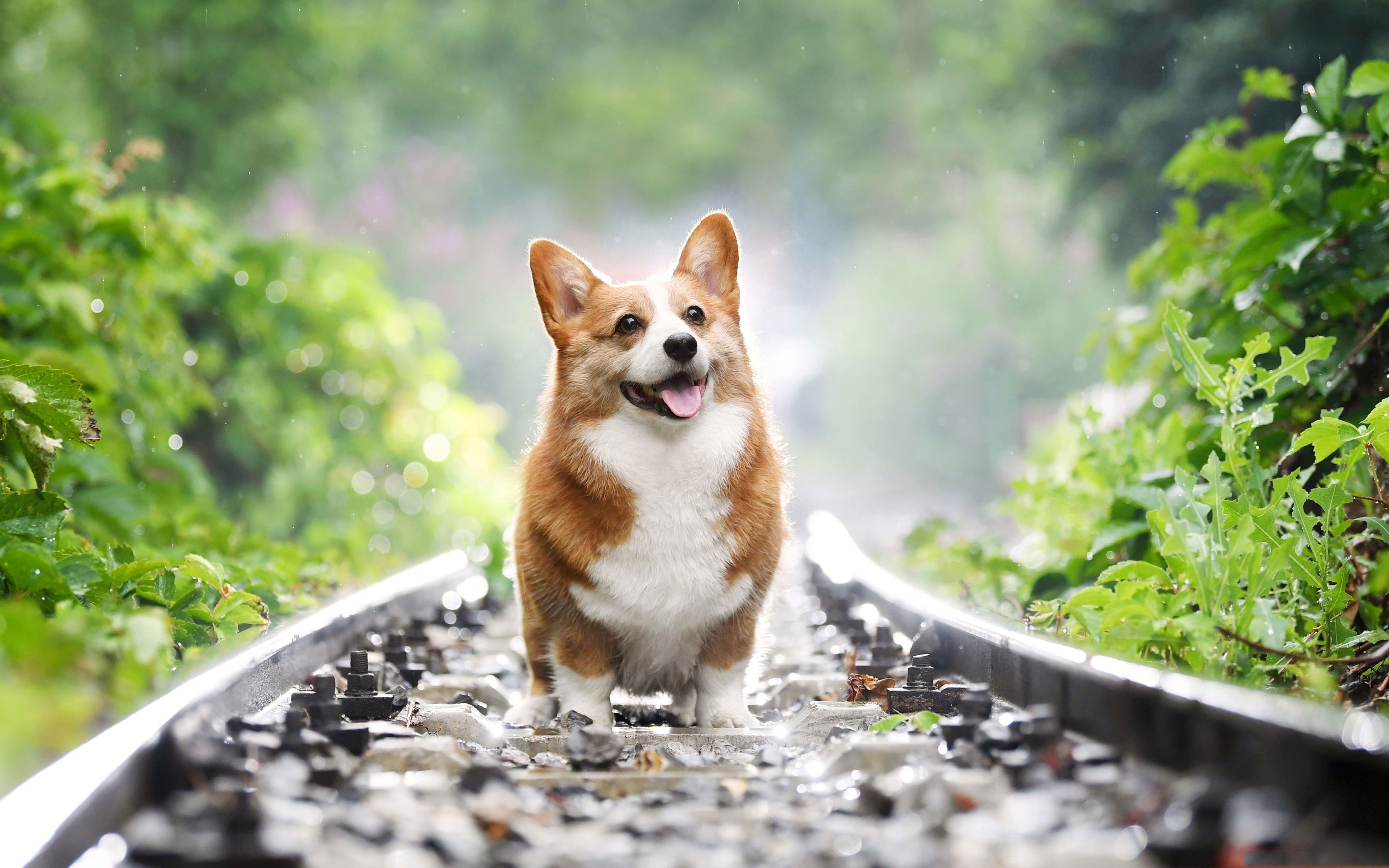 Wallpaper Dog, Shepherd, Wales, Welsh Corgi 3840x2400px