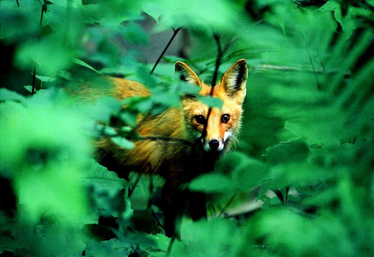 A fox in the forest - Fox