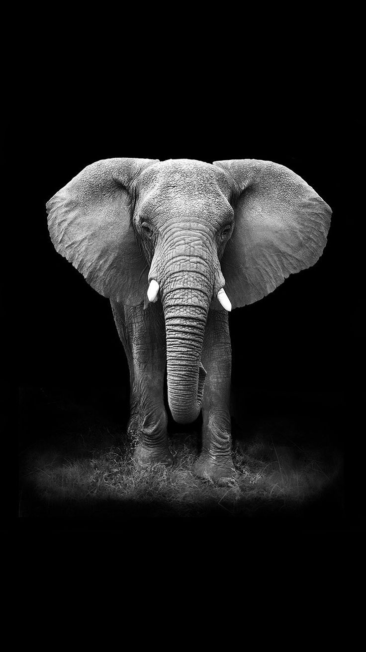 Elephant iPhone Background