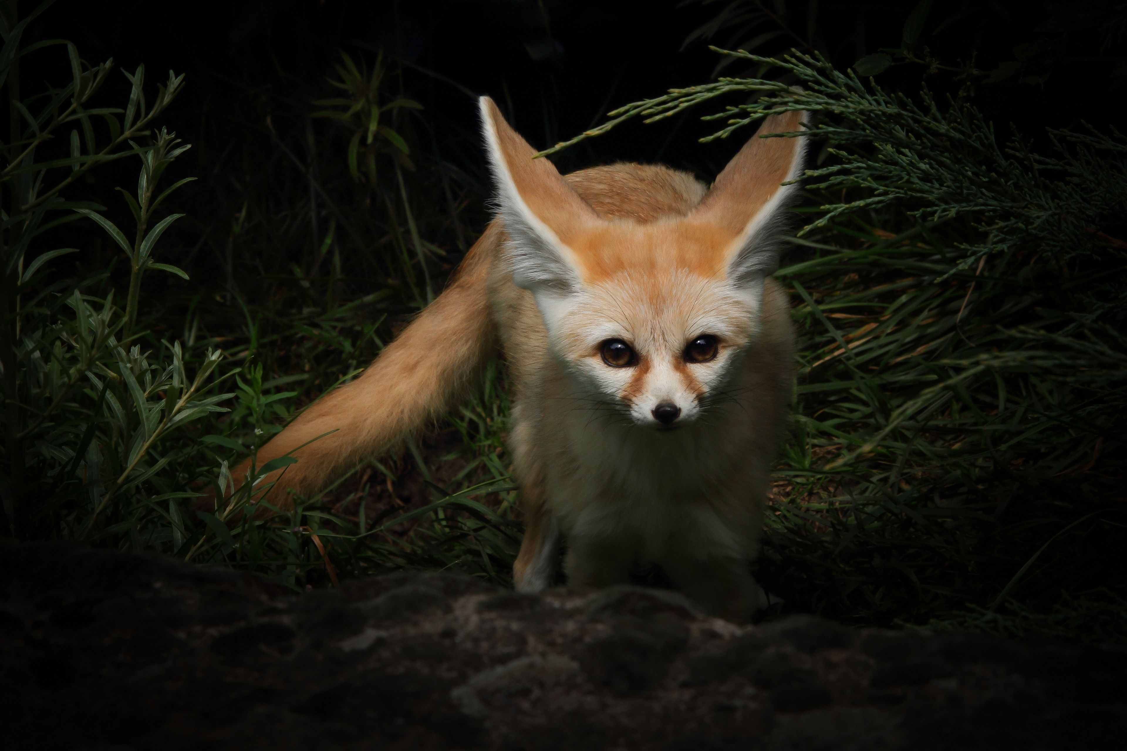 A small fox with large ears stands in the grass. - Fox