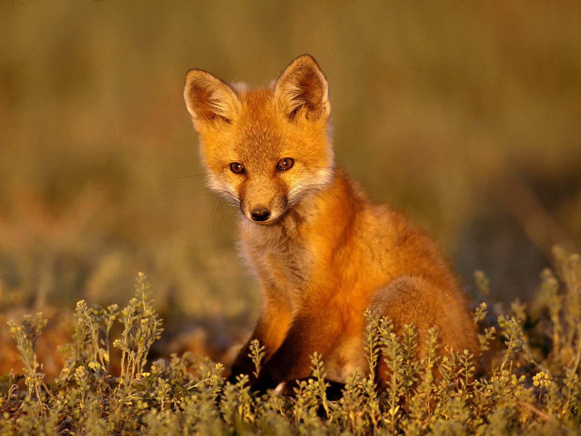 A red fox kit in the grass - Fox