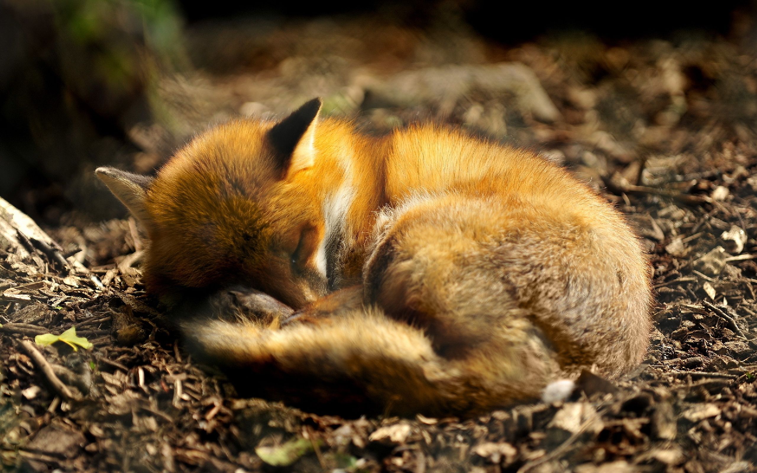 A fox is sleeping on the ground - Fox