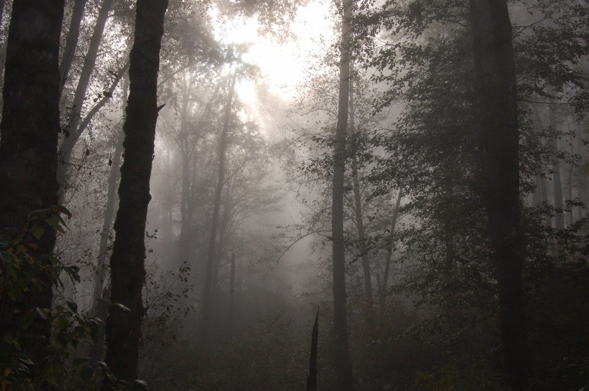 A forest with fog in the background - Fog, foggy forest, woods