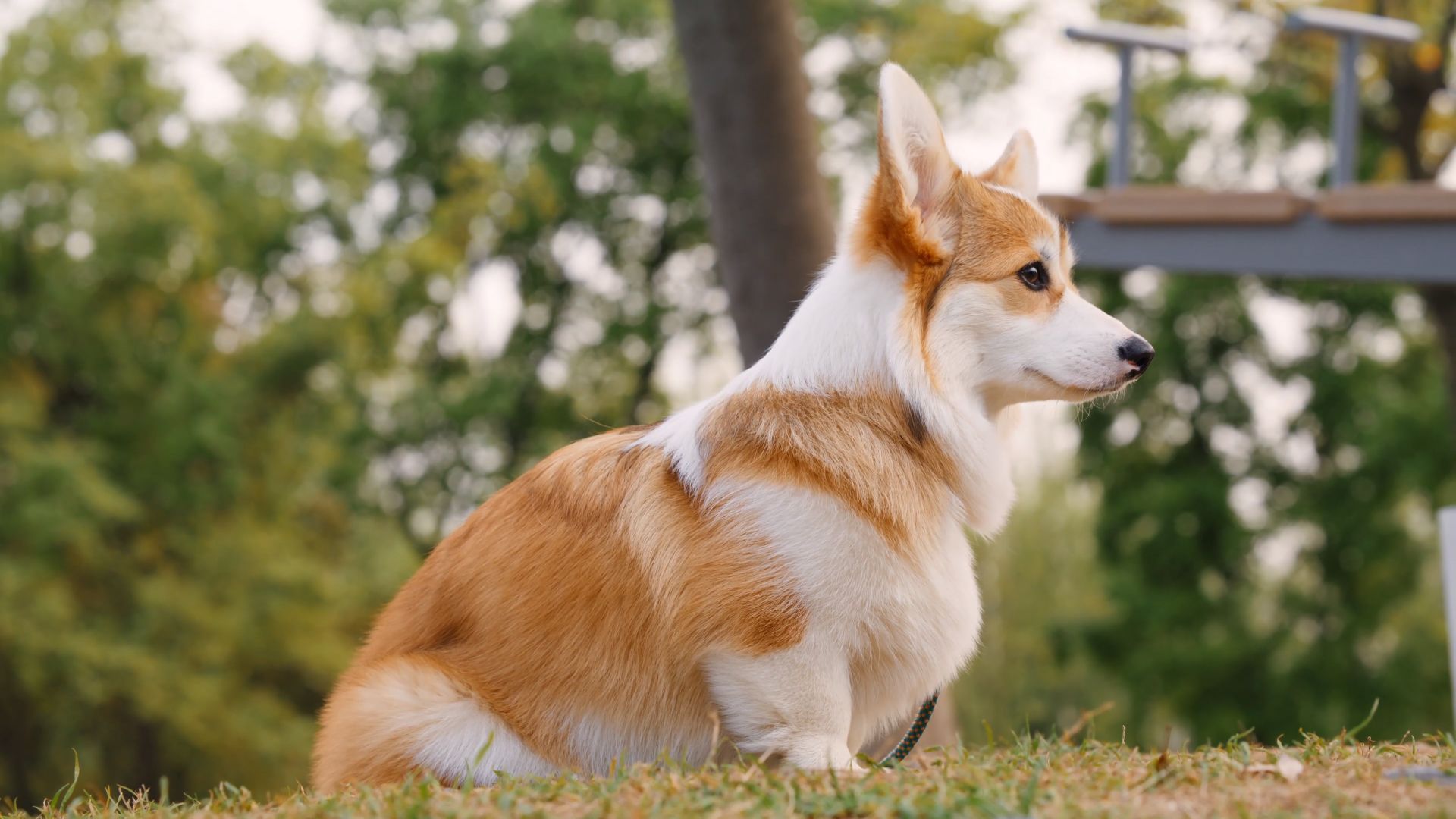 Corgi HD Wallpaper