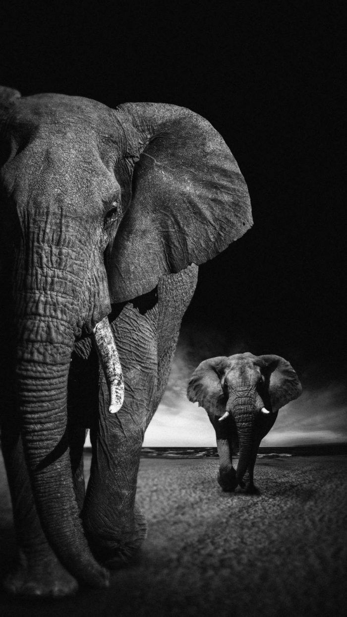 A couple of elephants walking in the dark - Photography, elephant, black and white