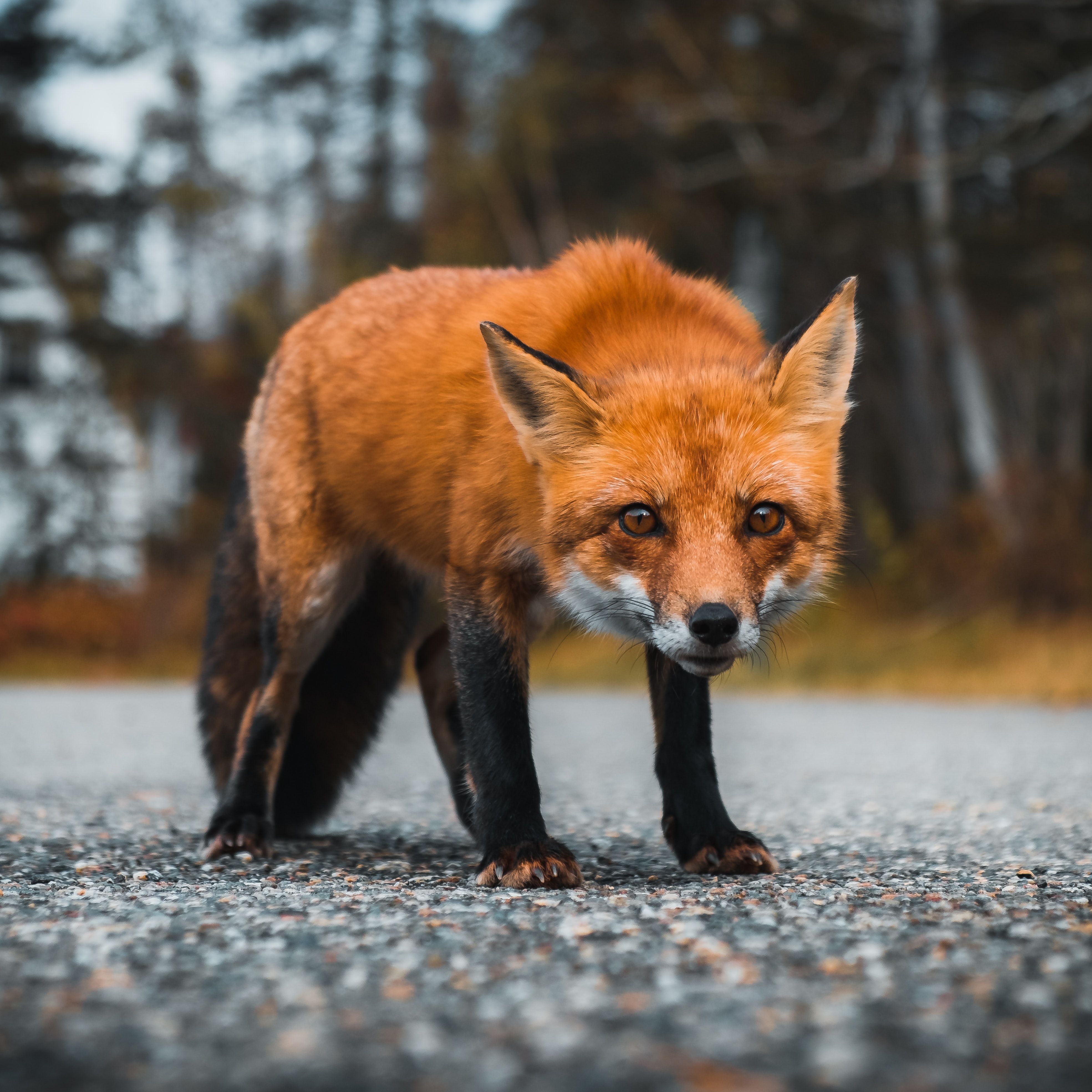 A fox standing on the road in front of trees - Fox