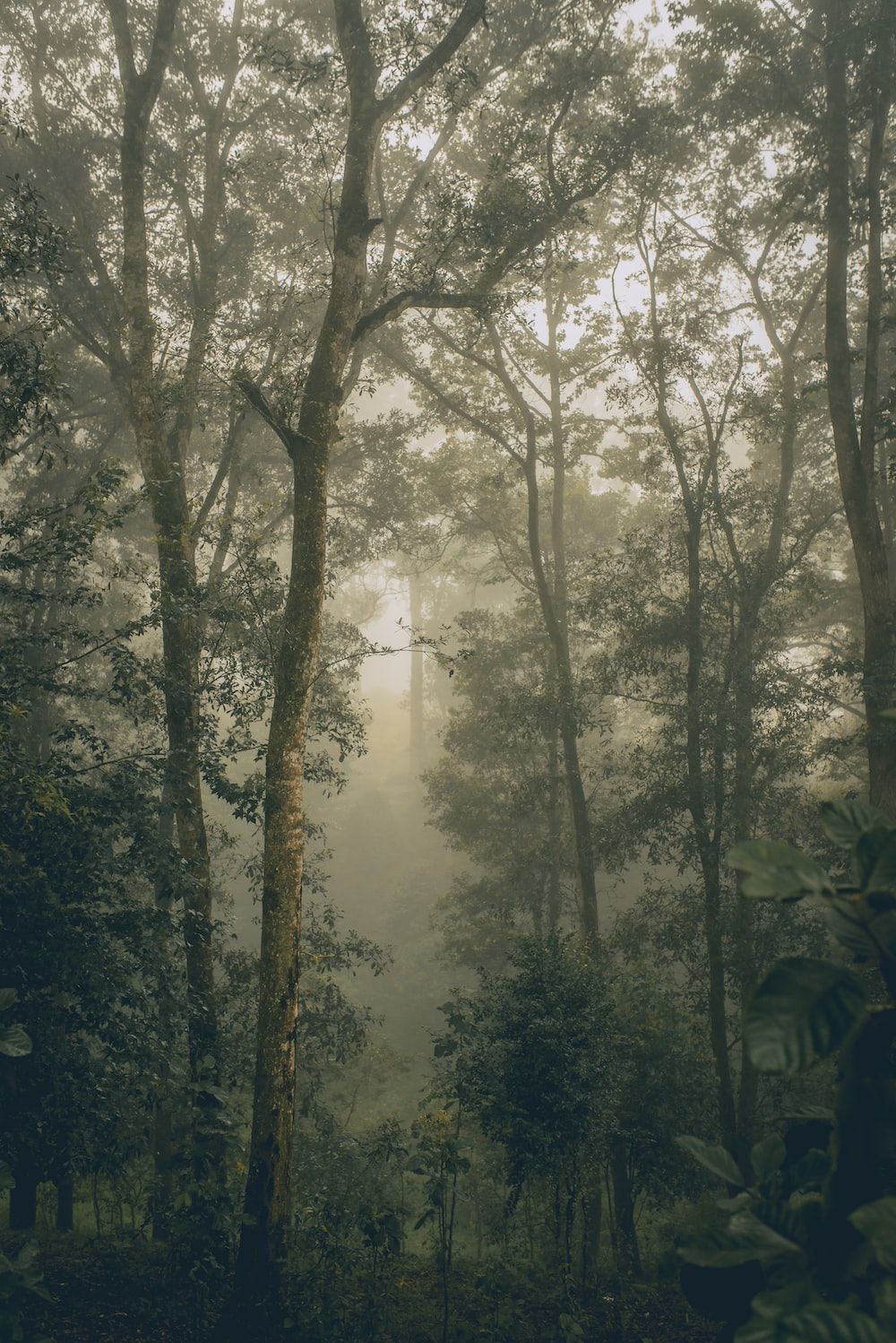 A forest with trees and fog - Fog, foggy forest