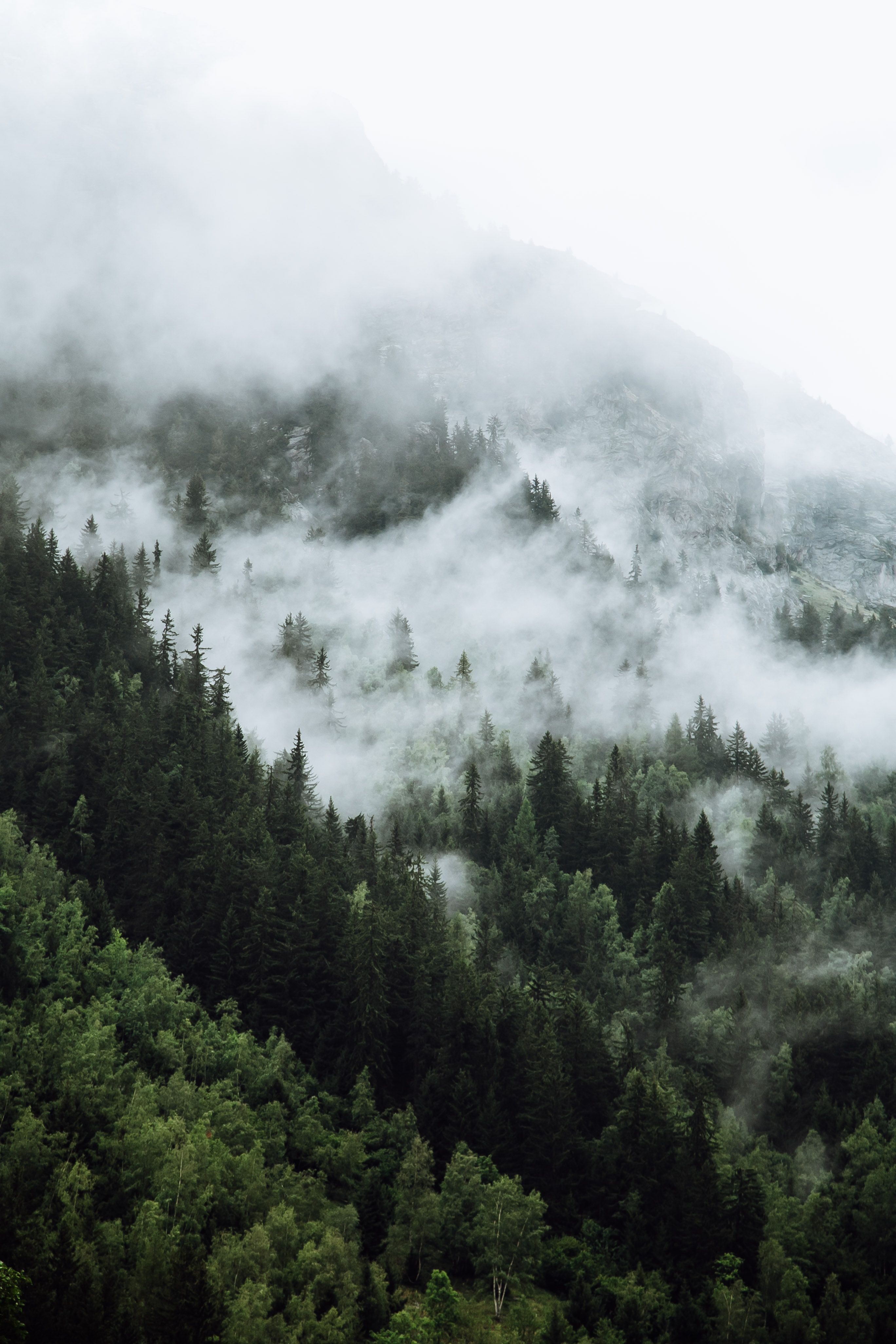 A foggy forest with pine trees on a mountain - Fog