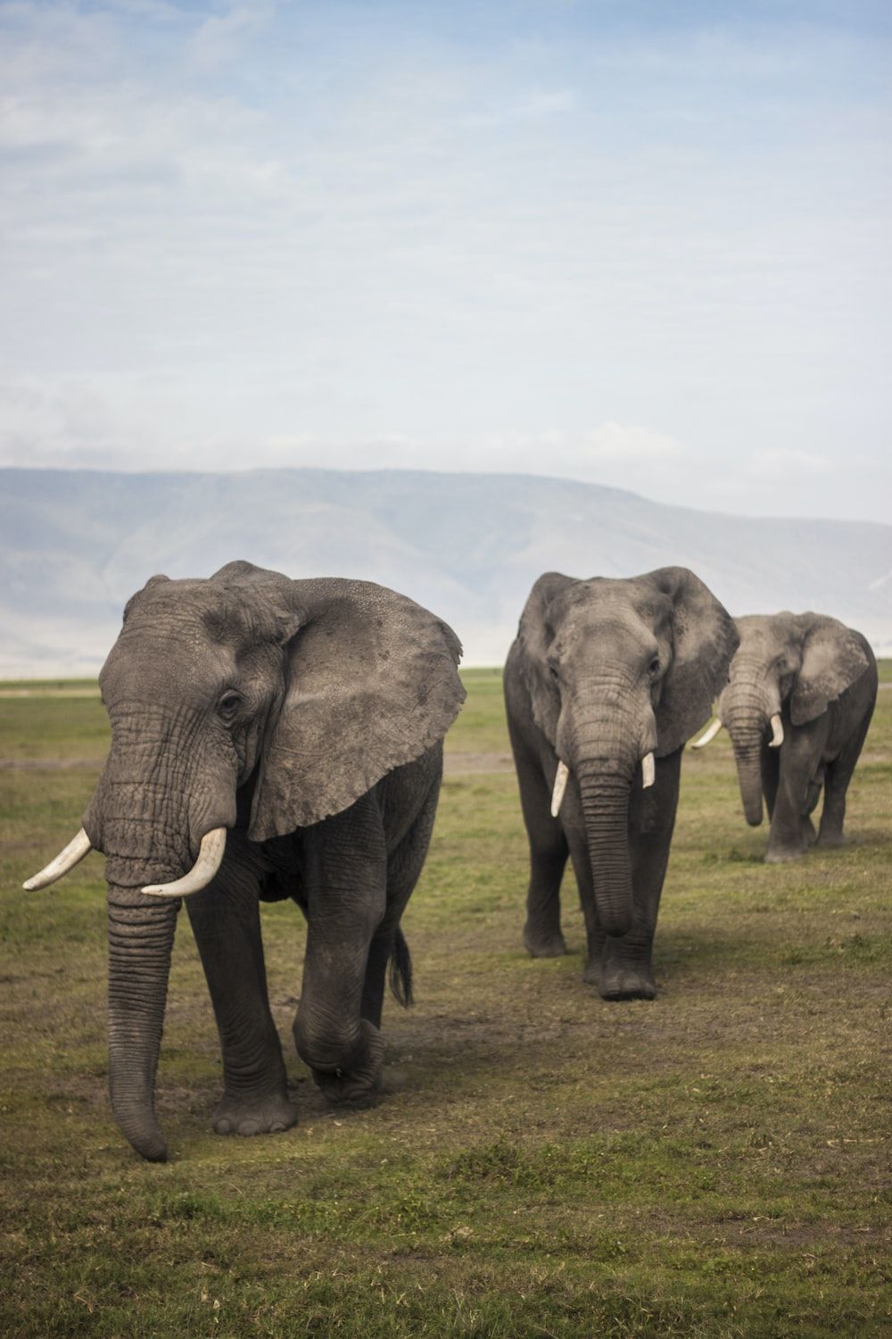 three elephants walking on grass field during day photo