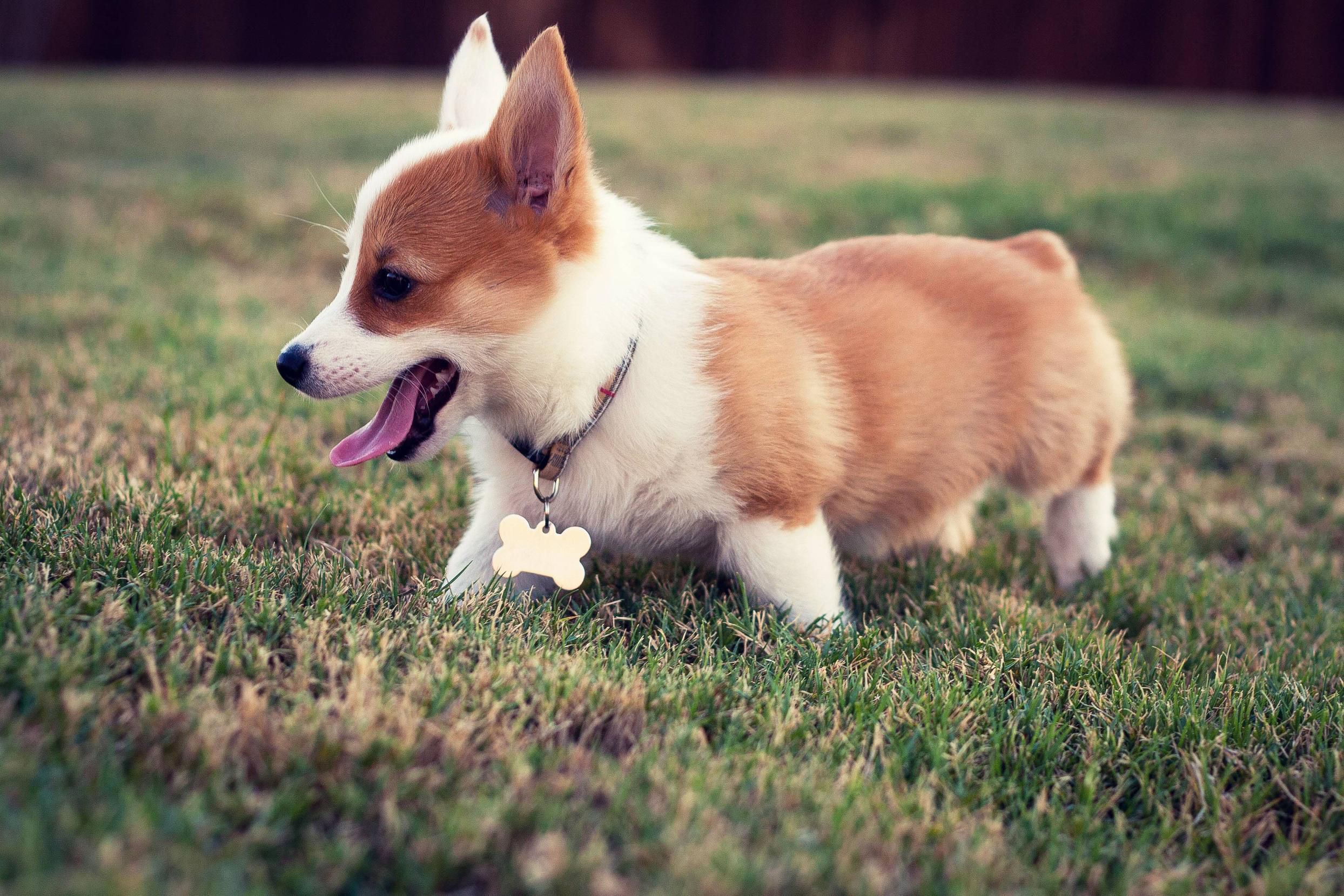 Corgi, phone, desktop wallpaper, picture, photo