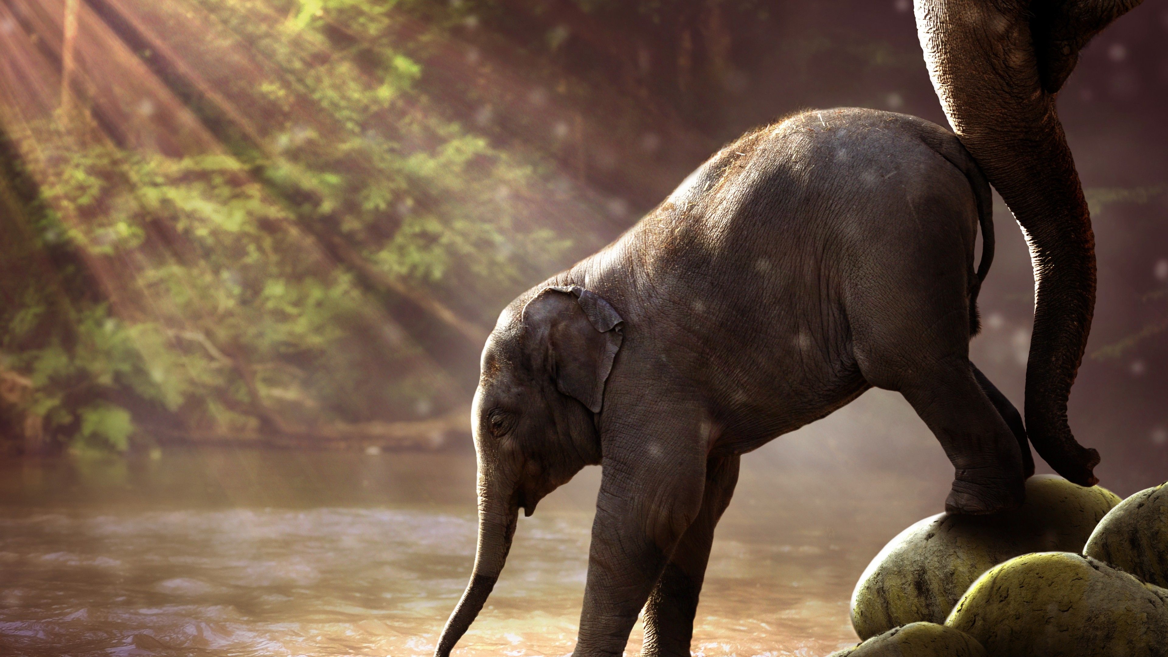 Wallpaper Elephant, funny animals, 7K, Animals