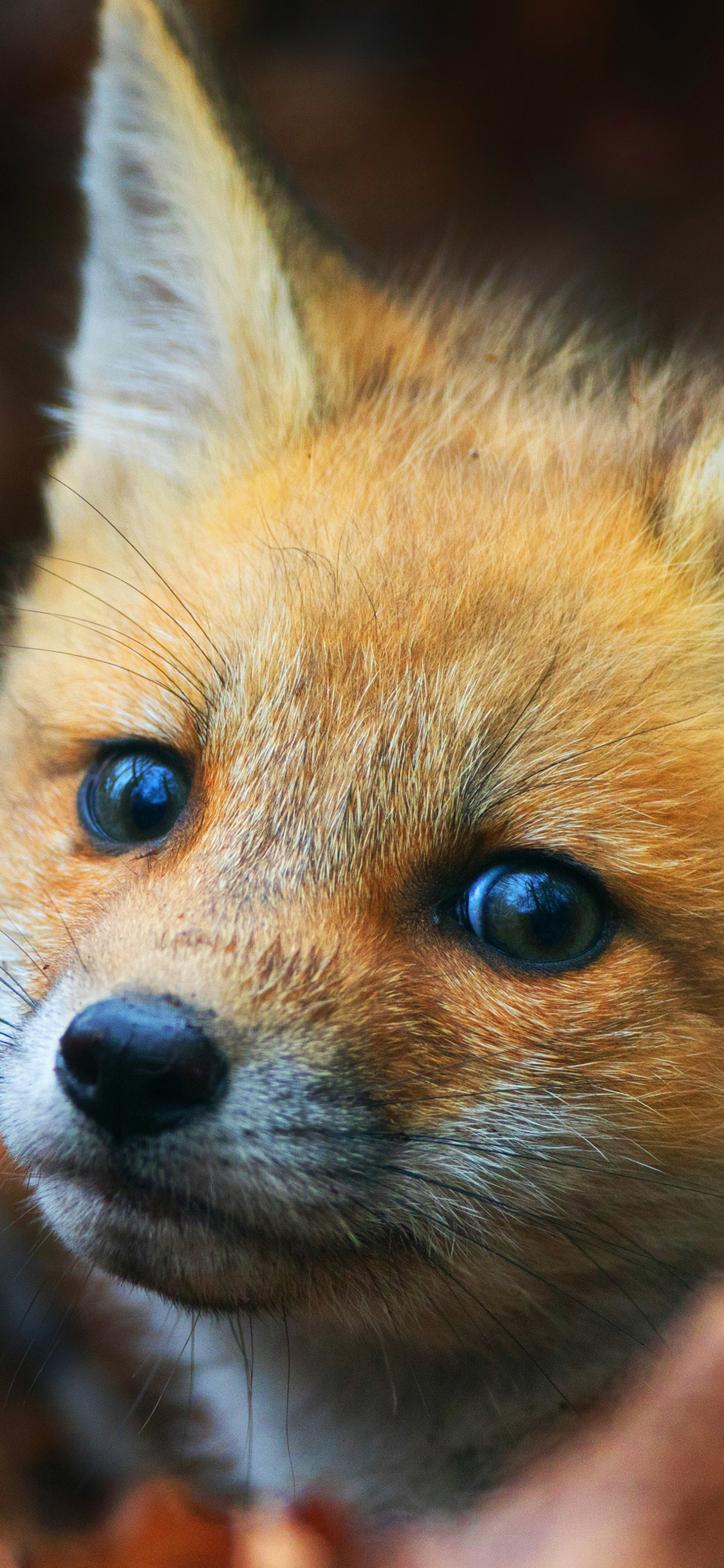 A close up of an orange fox - Fox