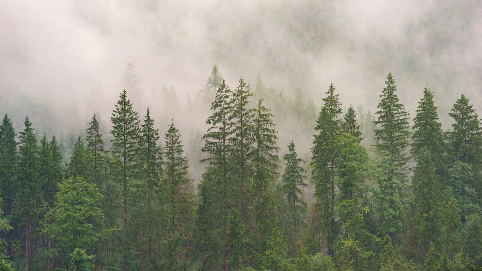 A foggy forest with tall trees. - Fog