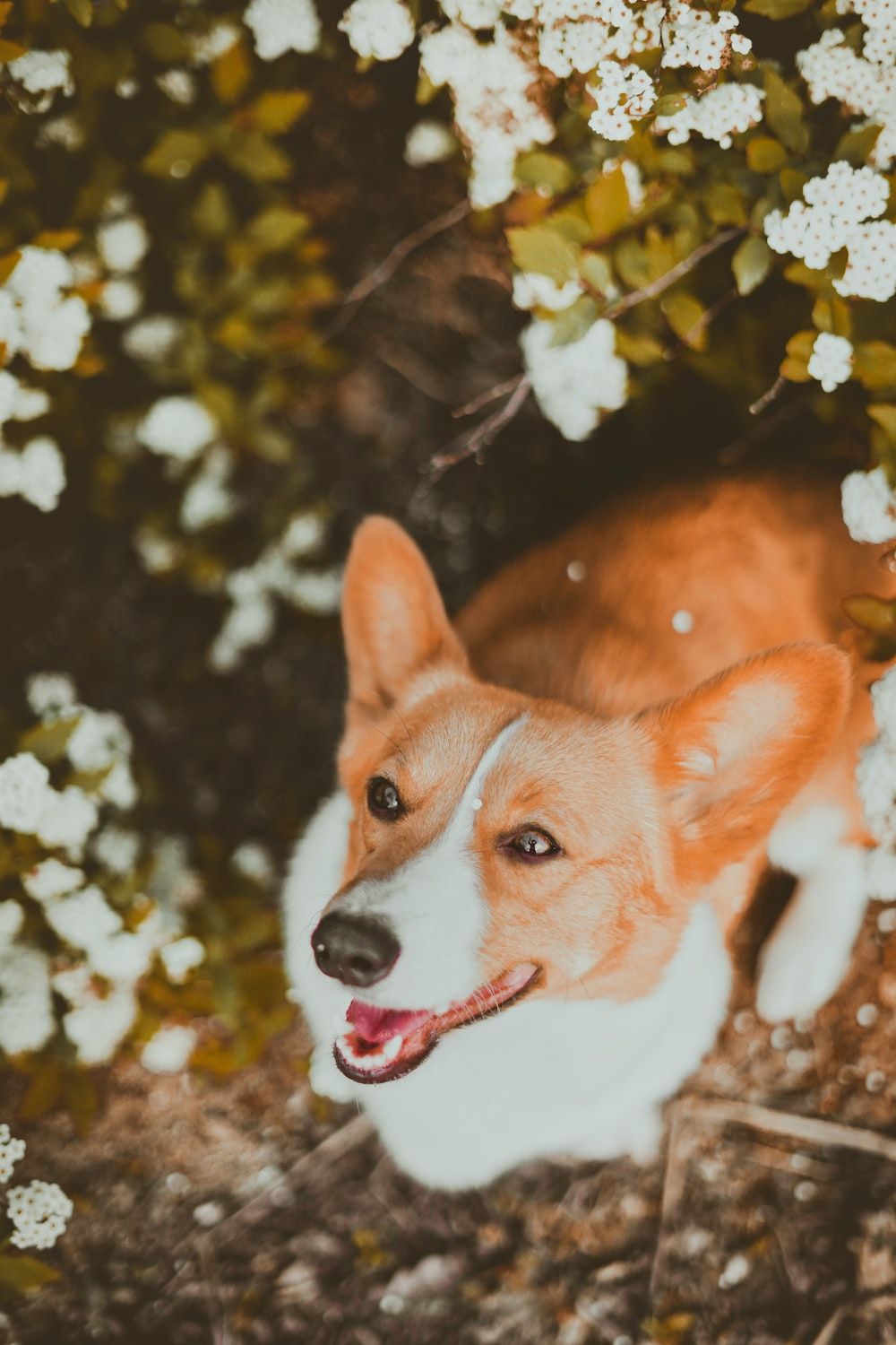 brown and white corgi on snow covered ground photo