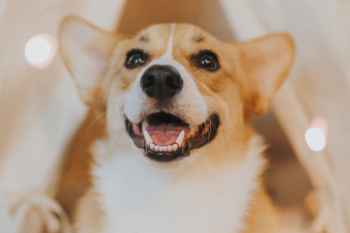 UK's first Corgi Café coming to London