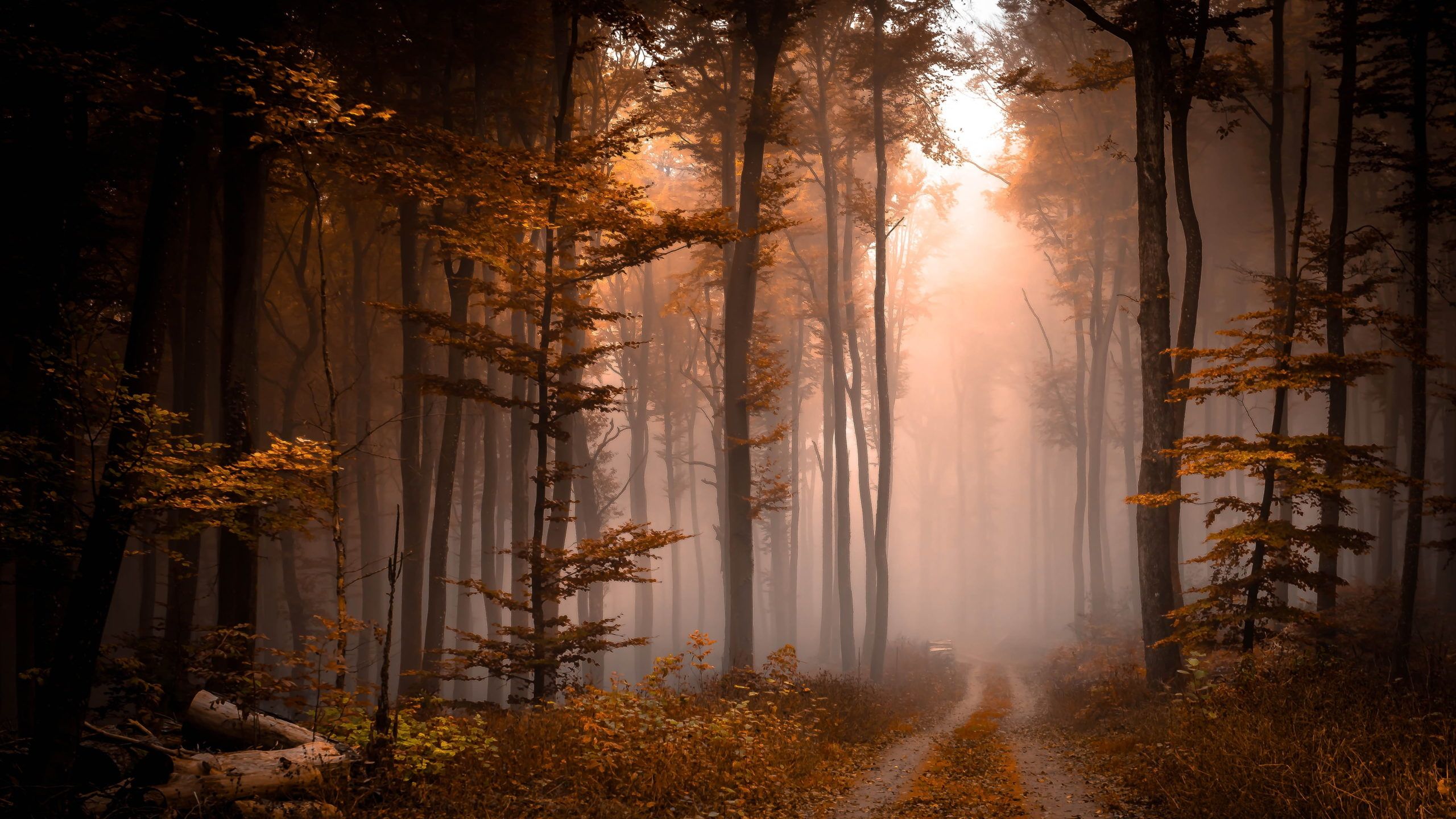 A foggy forest with a path in the middle - Fog, nature, foggy forest