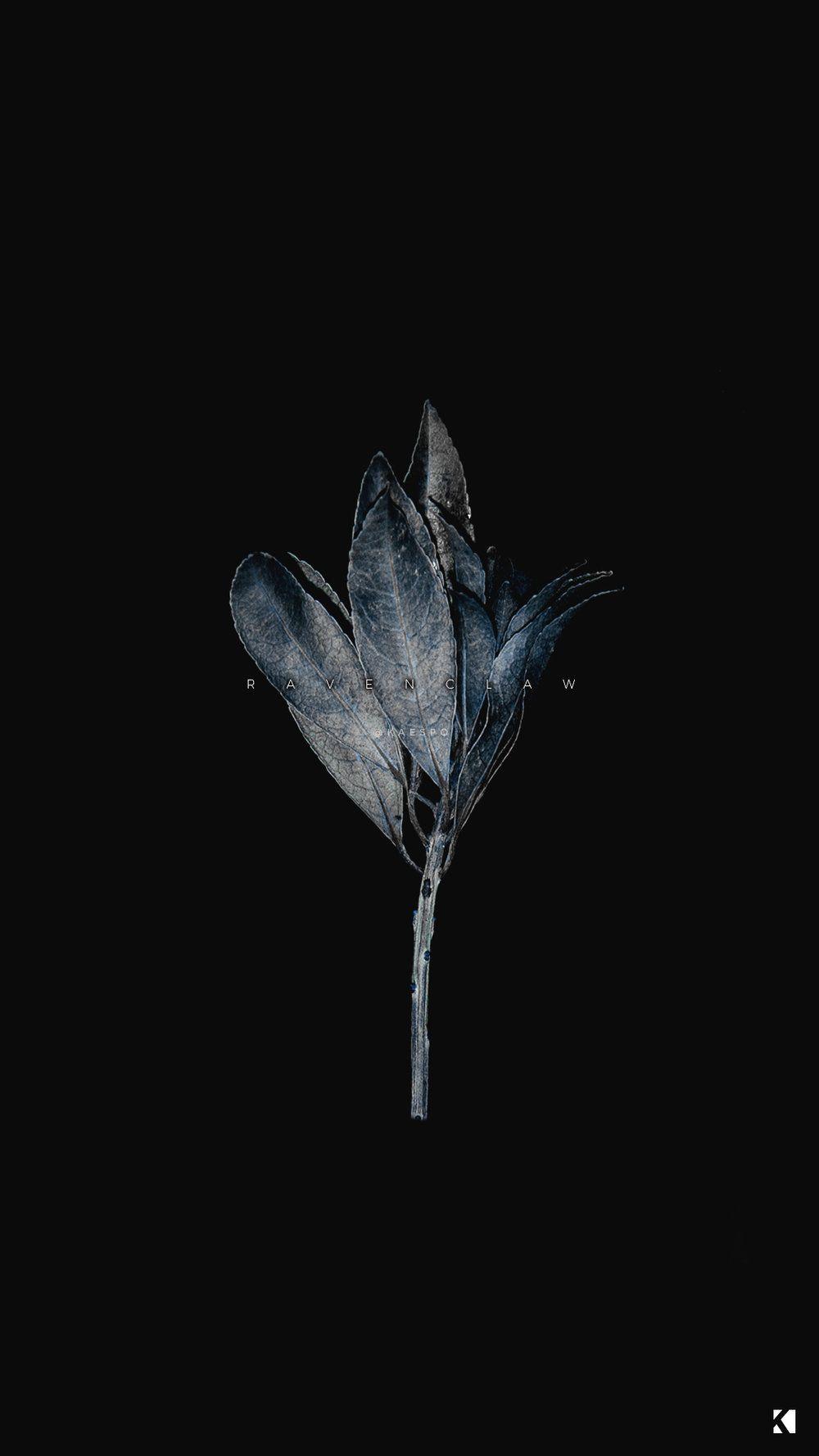 A single flower in the dark - Dark