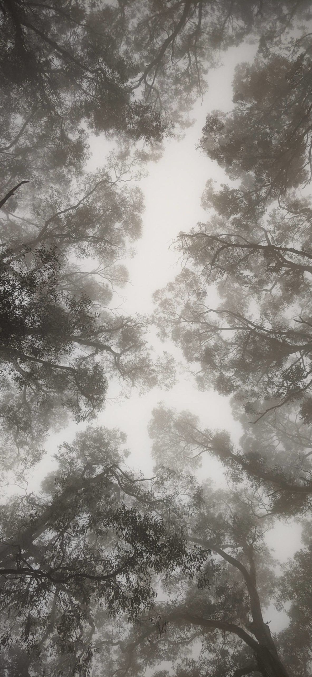 A view of the sky through the branches of trees in the mist. - Fog