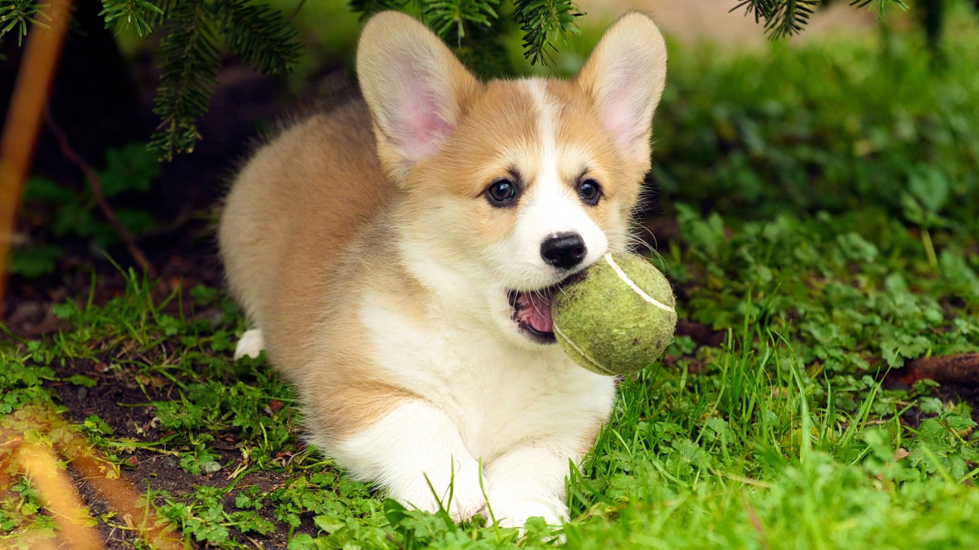 Wallpaper Brown And White Puppy, Dog, Puppies, Corgi