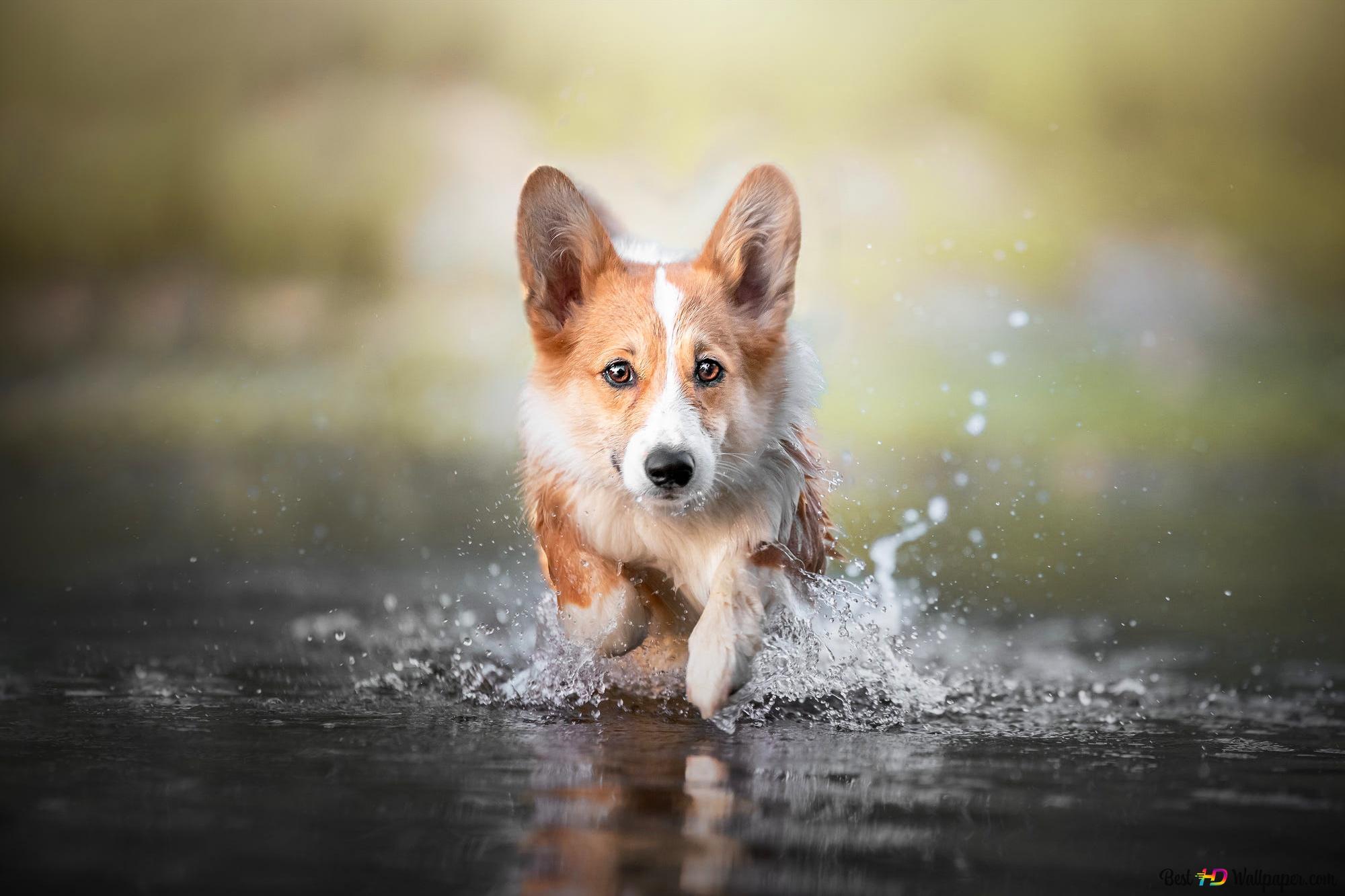 Corgi dog HD wallpaper download