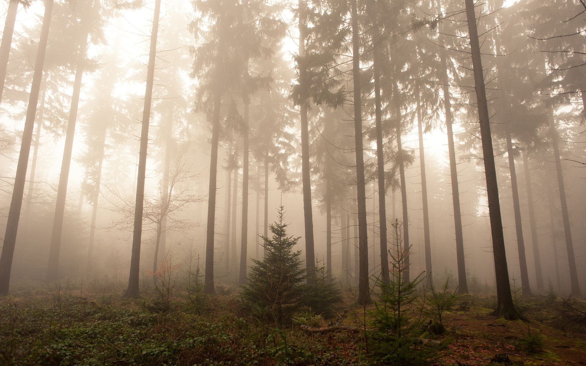 A forest with fog in the background - Fog