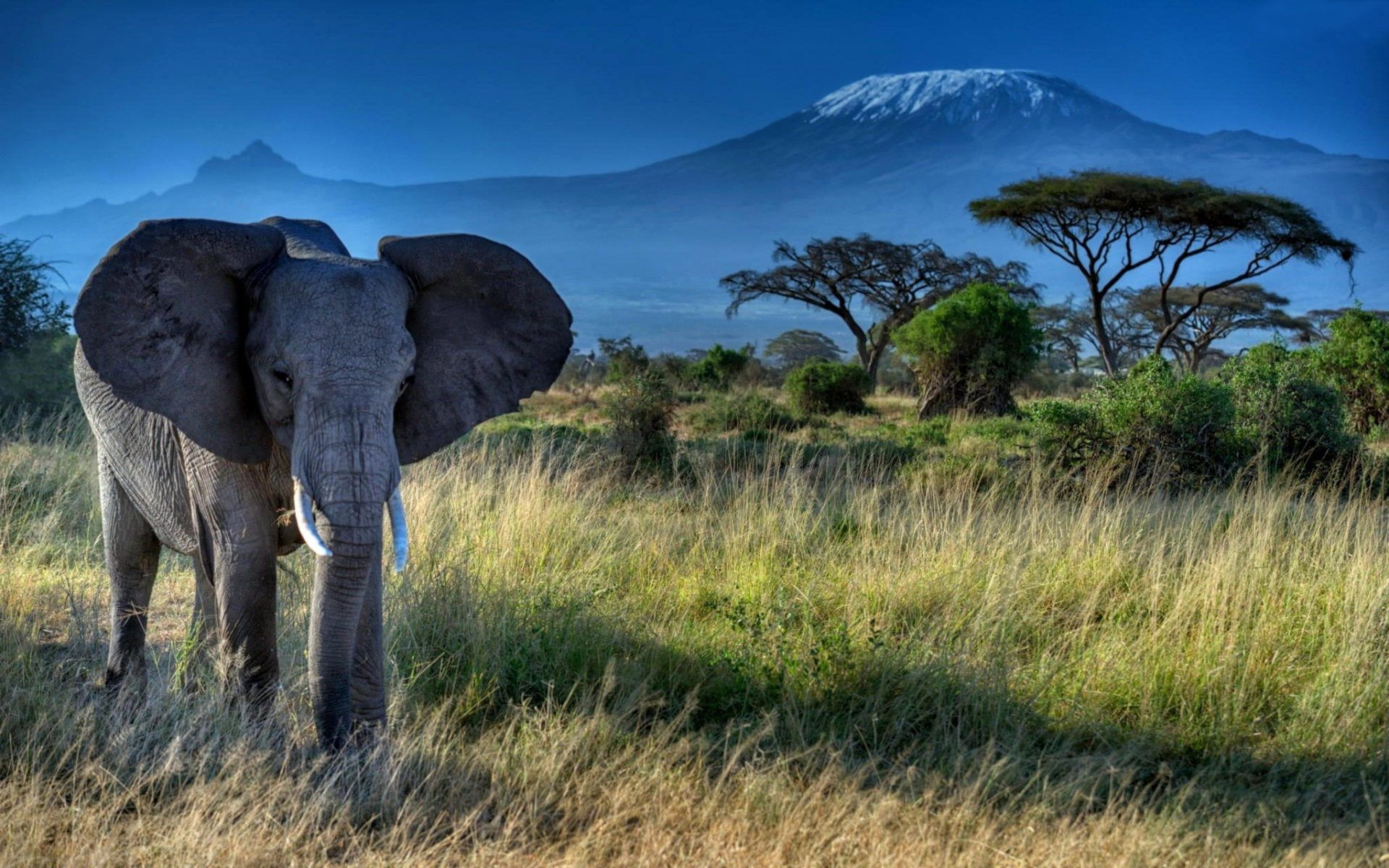 Elephant Dry Grass Trees Mount Kilimanjaro HD Desktop Wallpaper : Wallpaper13.com