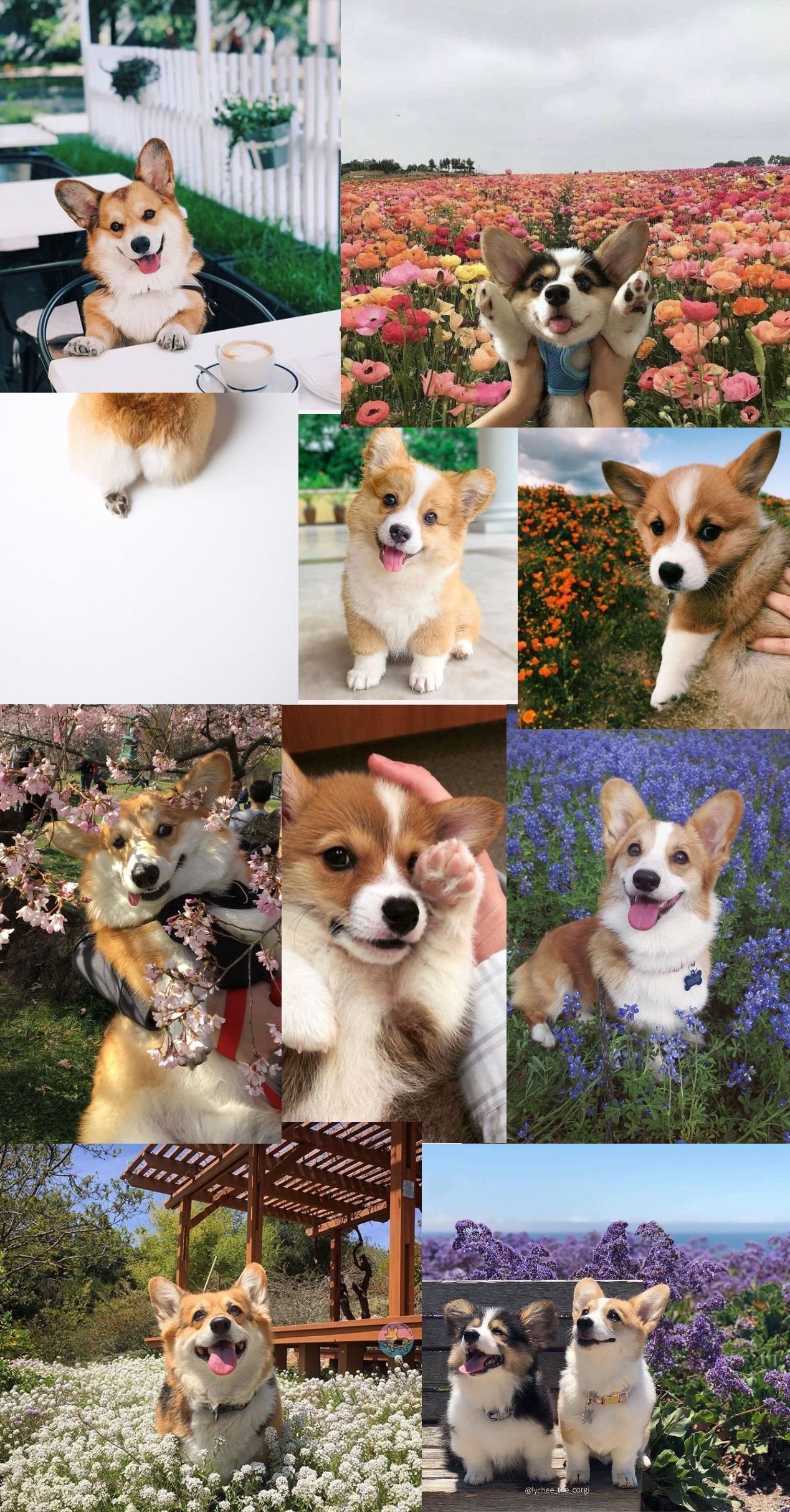 Corgi Aesthetic Phone Background. Collage background, Aesthetic collage, Corgi