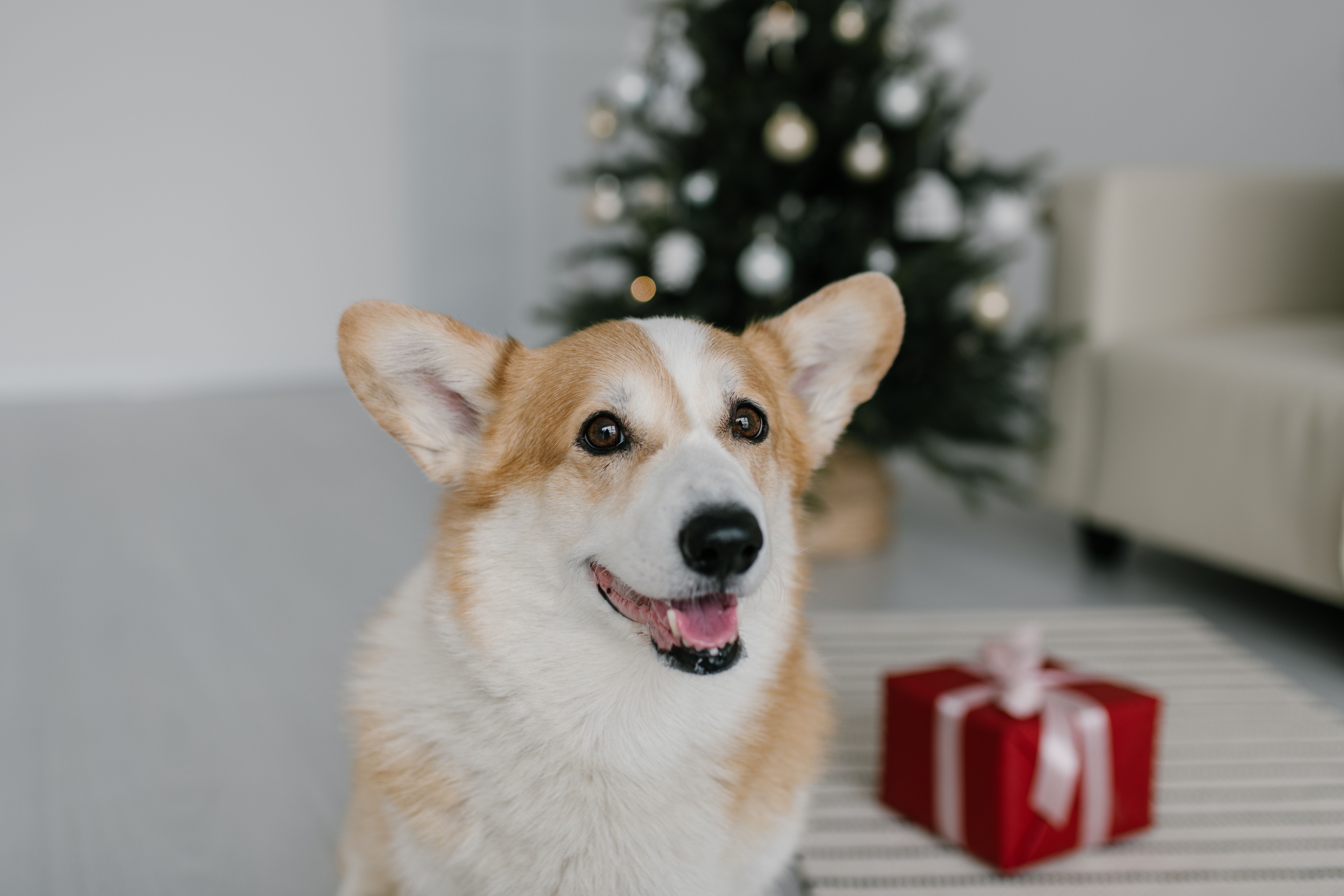 Close Up Shot Of A Corgi Dog · Free