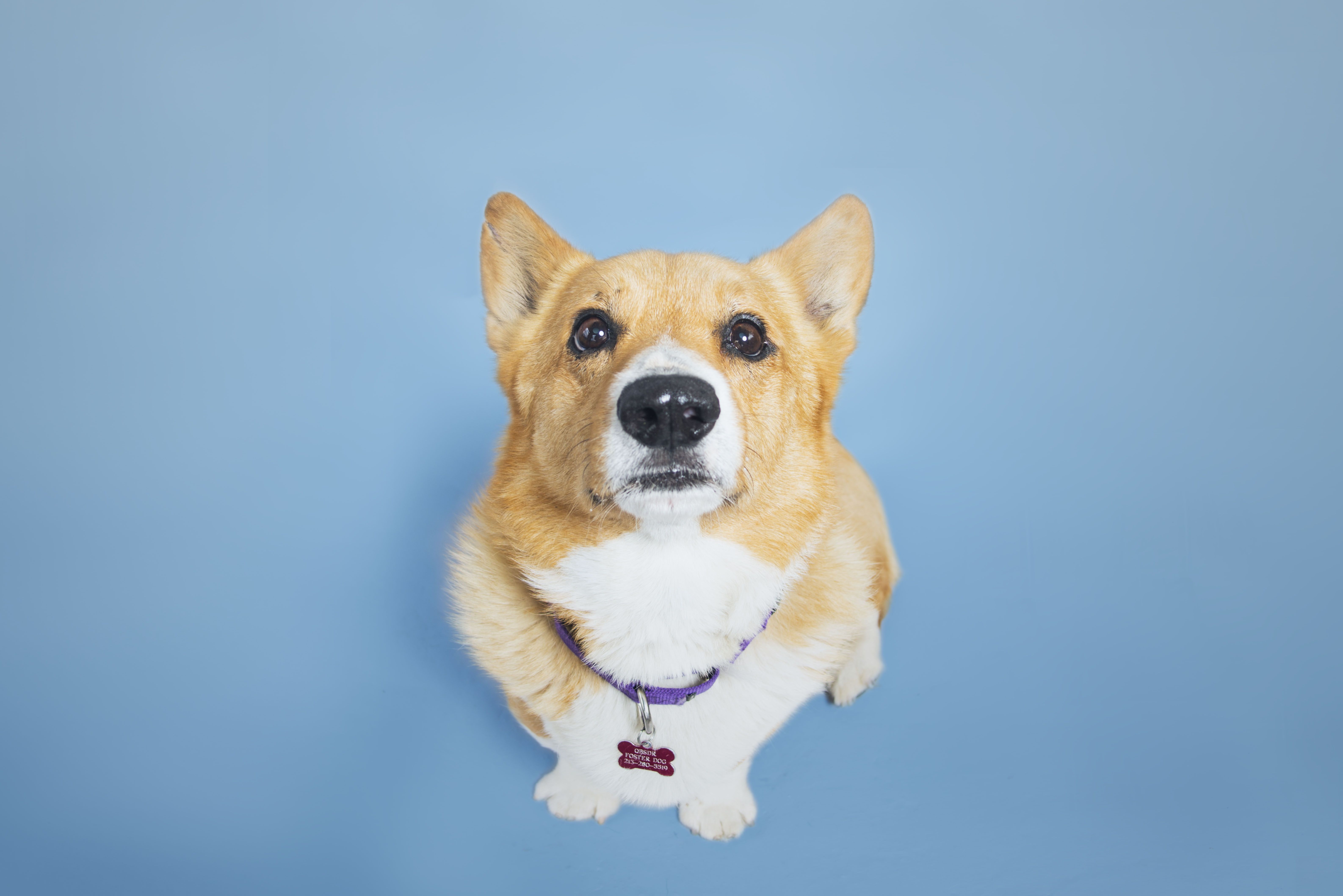 Special Needs Corgis Ready for Their Closeups