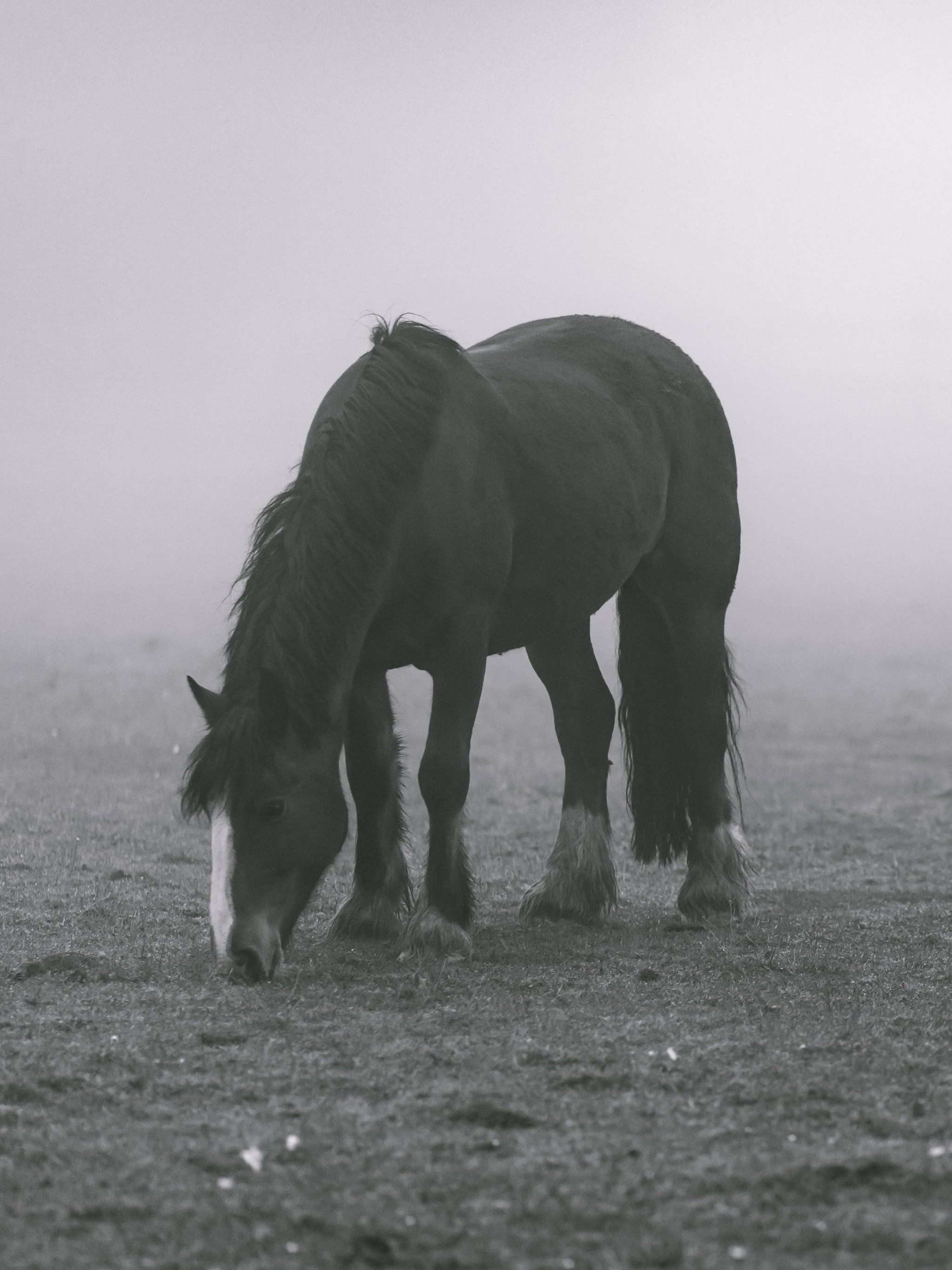 A horse is grazing in the fog - Fog