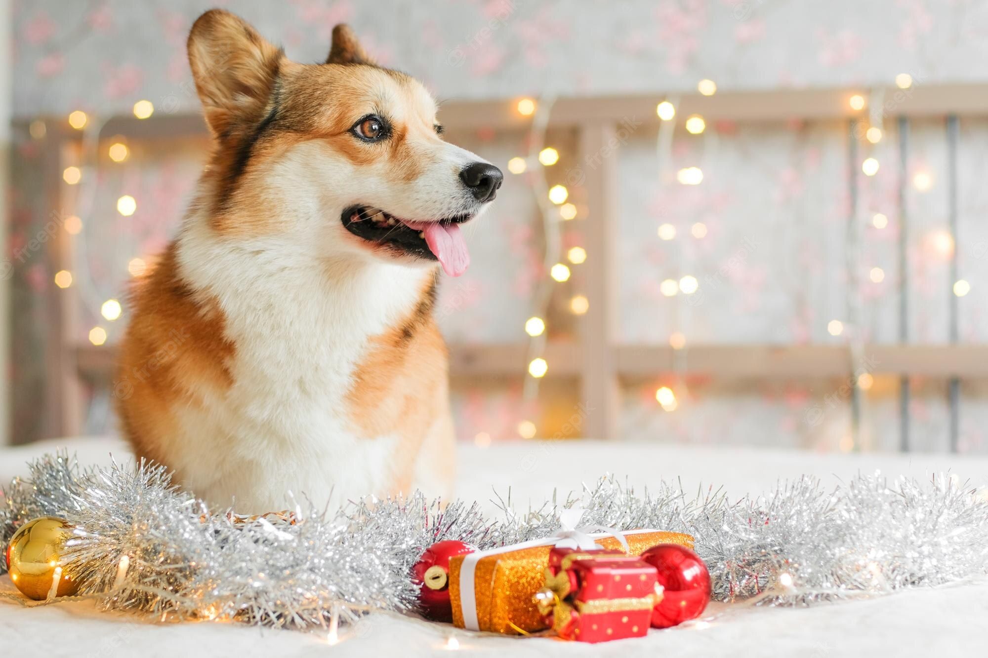 Christmas Corgi Image