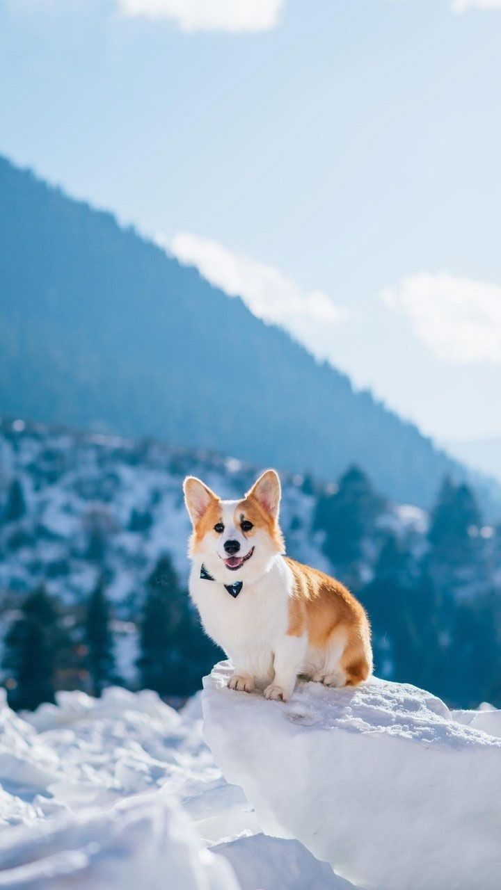 Corgi Official you love Corgi Tap❤️ & drop your comment!