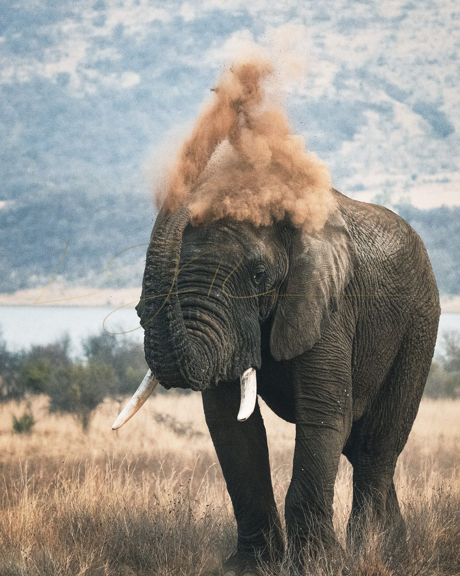 African elephant Dust Bath