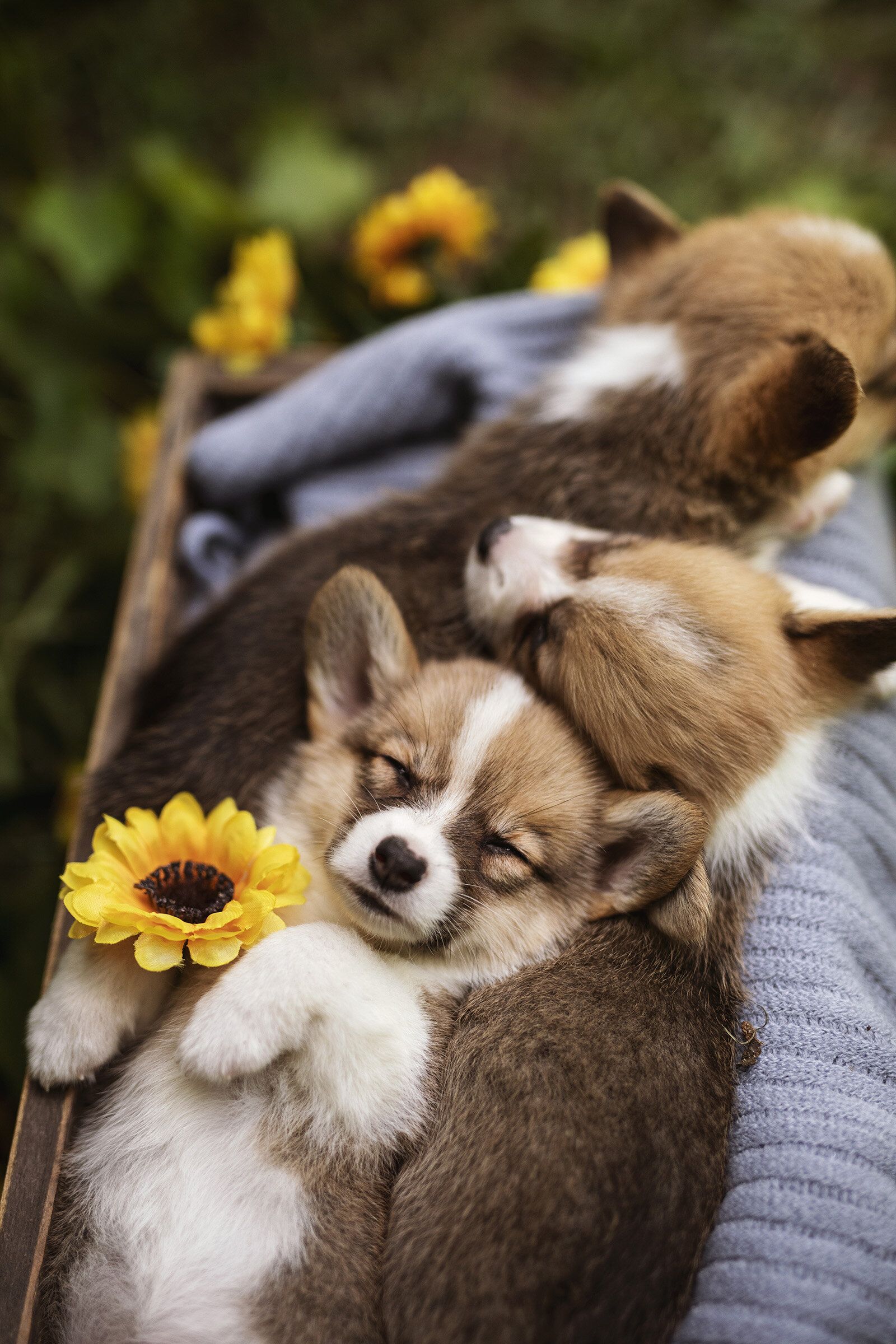 Pembroke Corgi Puppy Photohoot