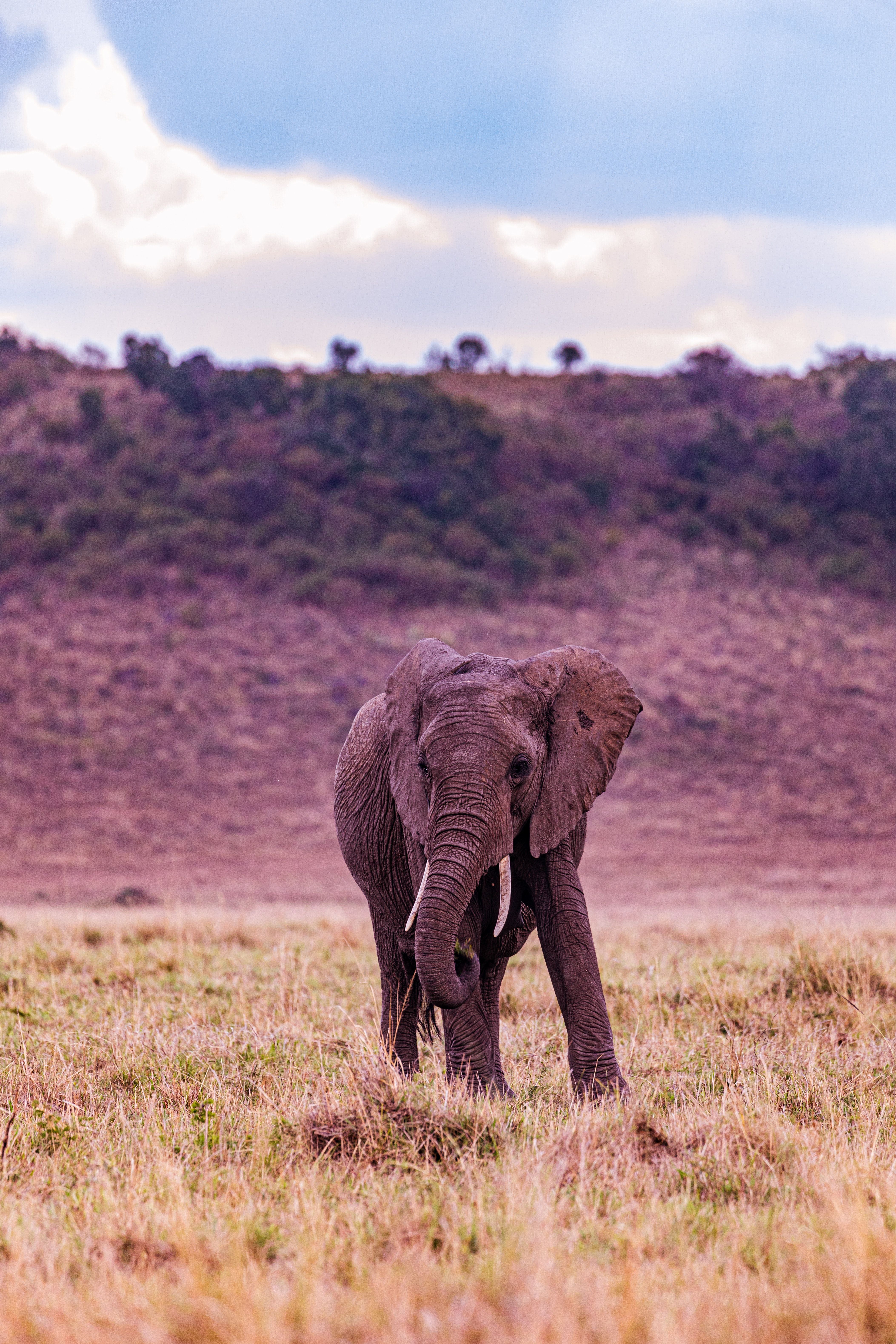 Elephant Mountain Photo, Download Free Elephant Mountain & HD Image