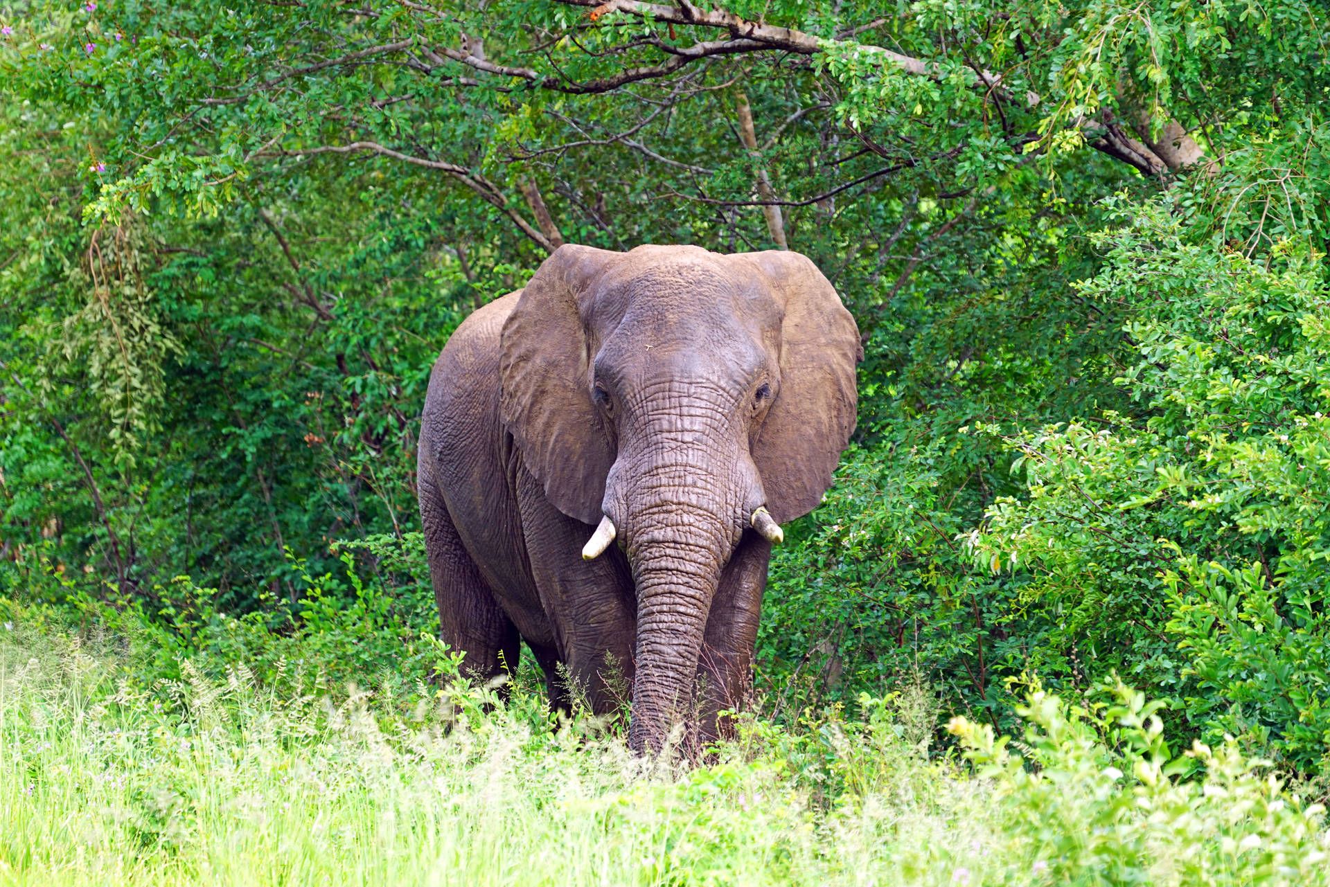 Free 4k Elephant Wallpaper Downloads, 4k Elephant Wallpaper for FREE