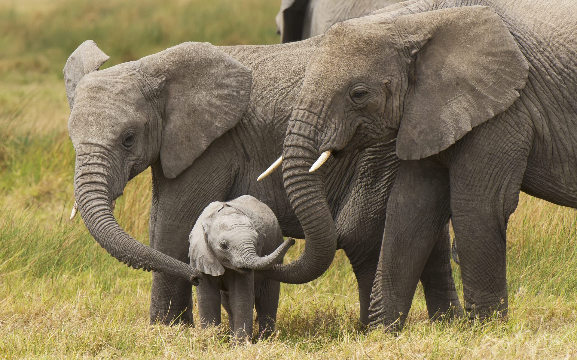 Cute Elephant Background Computer