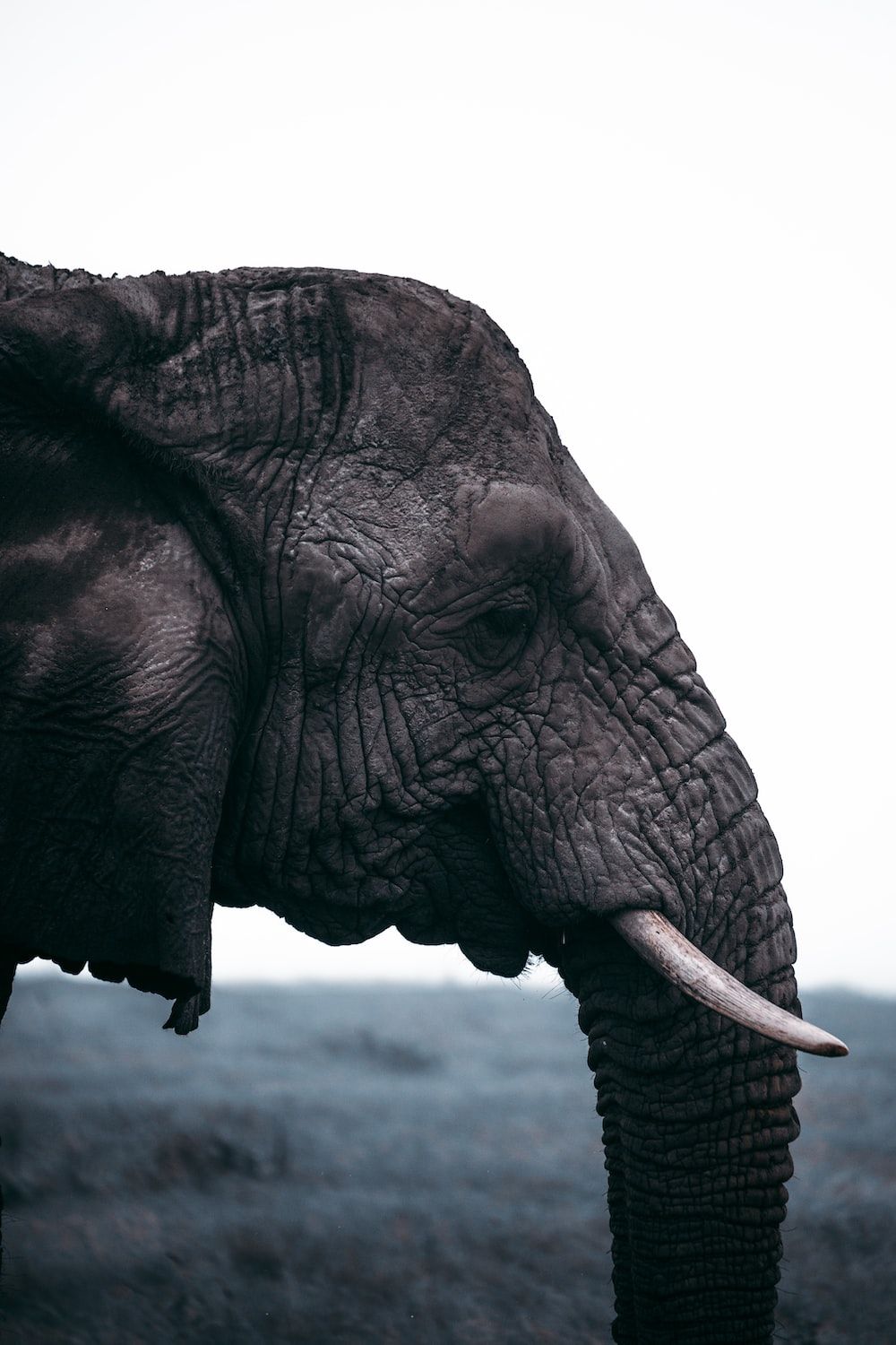 Elephant Background Image: Download HD Background