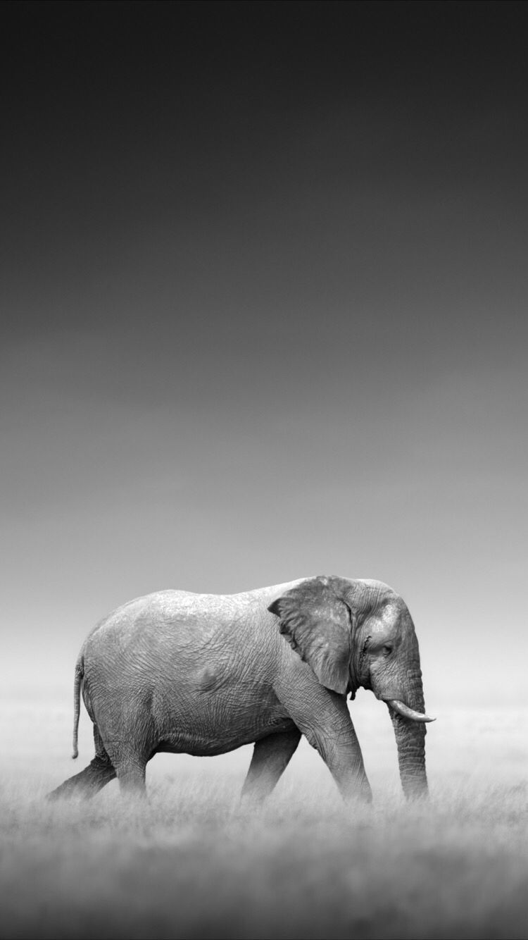 Elephant Wallpaper