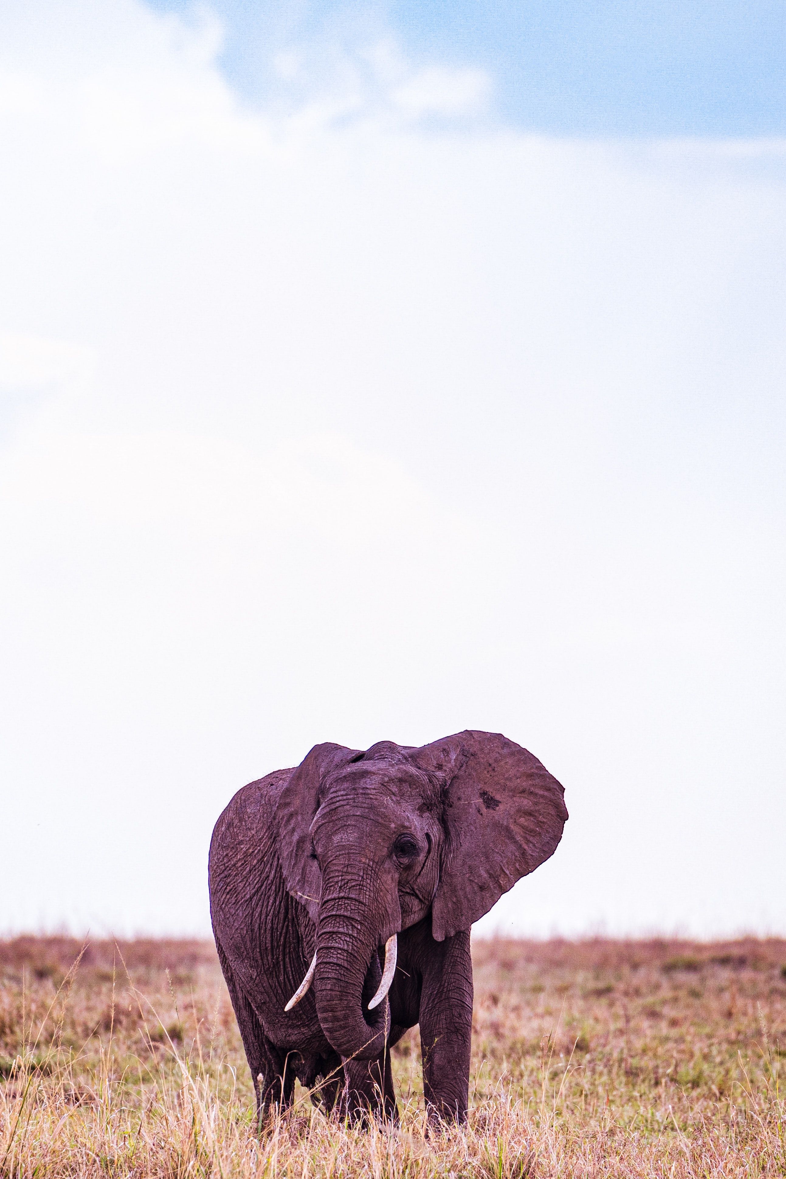 An Elephant in the Wild · Free