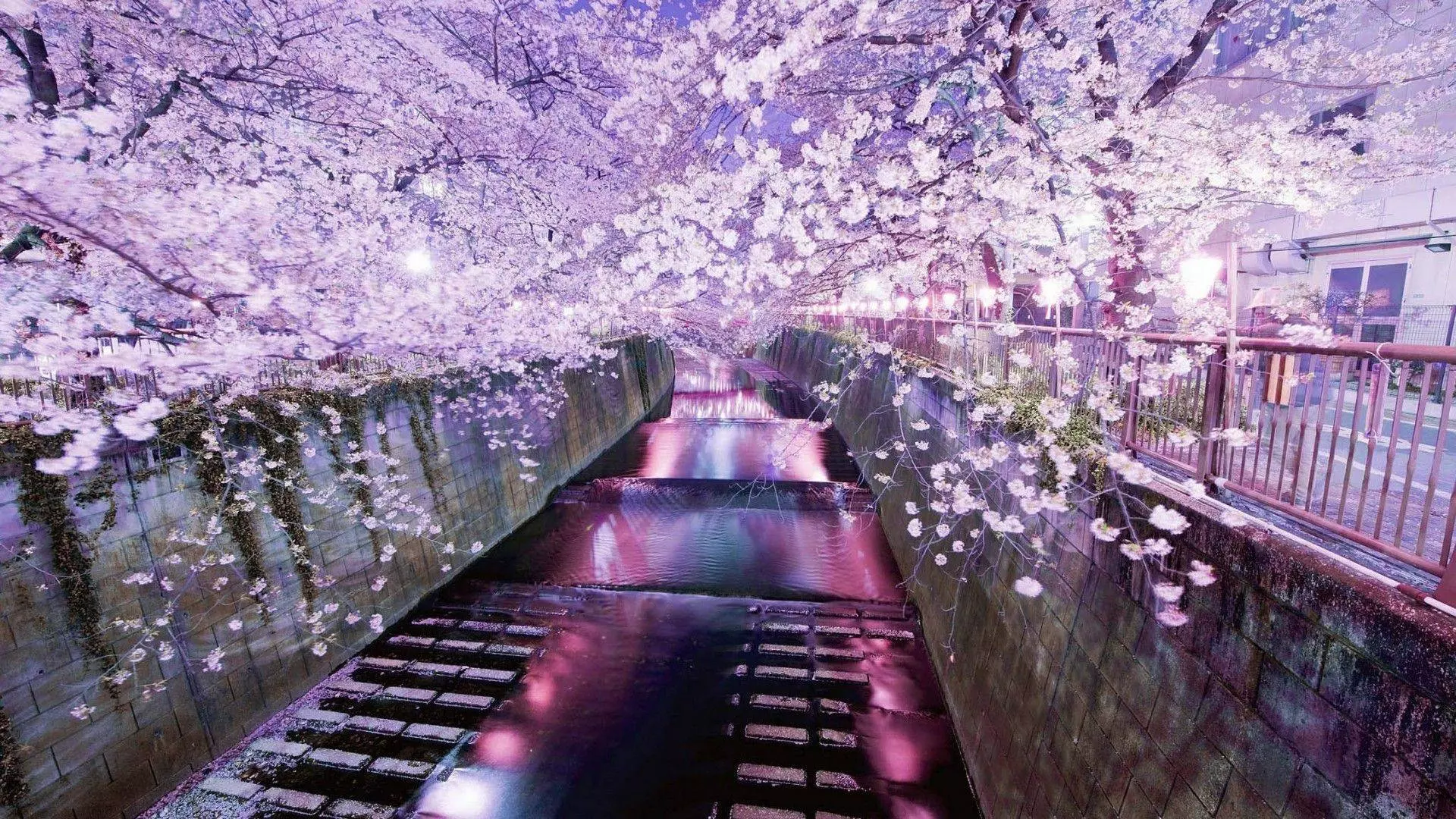 A river runs under a bridge covered in cherry blossoms - Japan