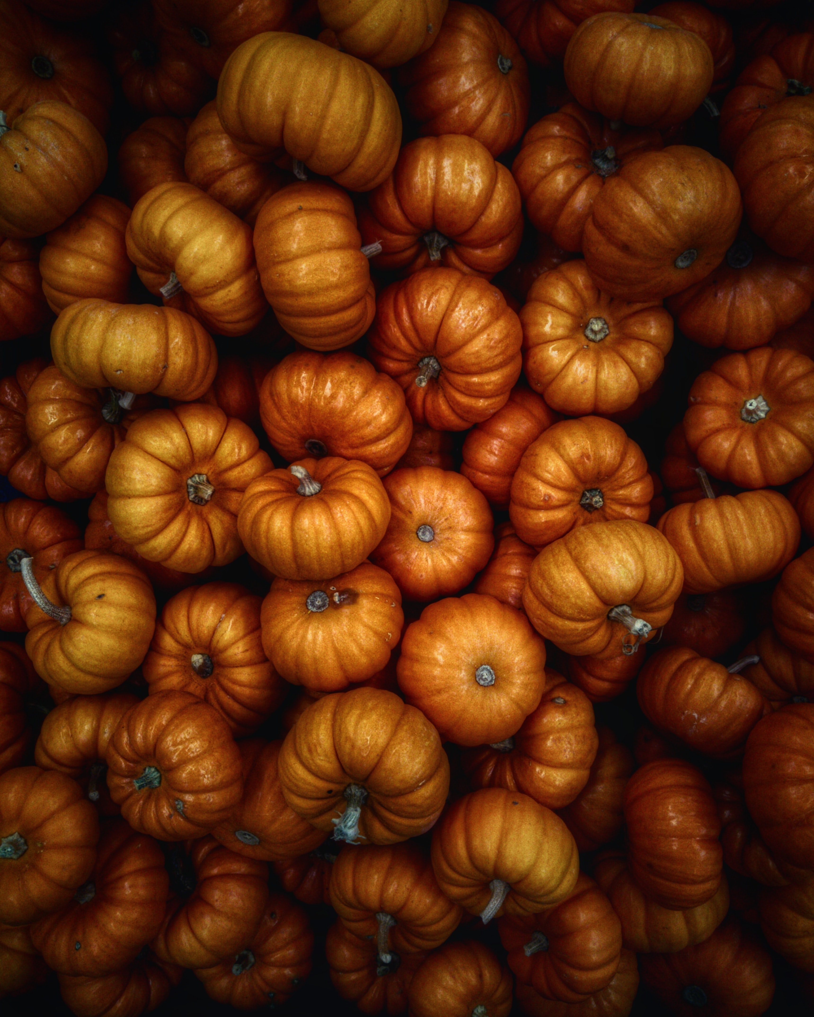 Download Pumpkin wallpaper for mobile phone, free Pumpkin HD picture