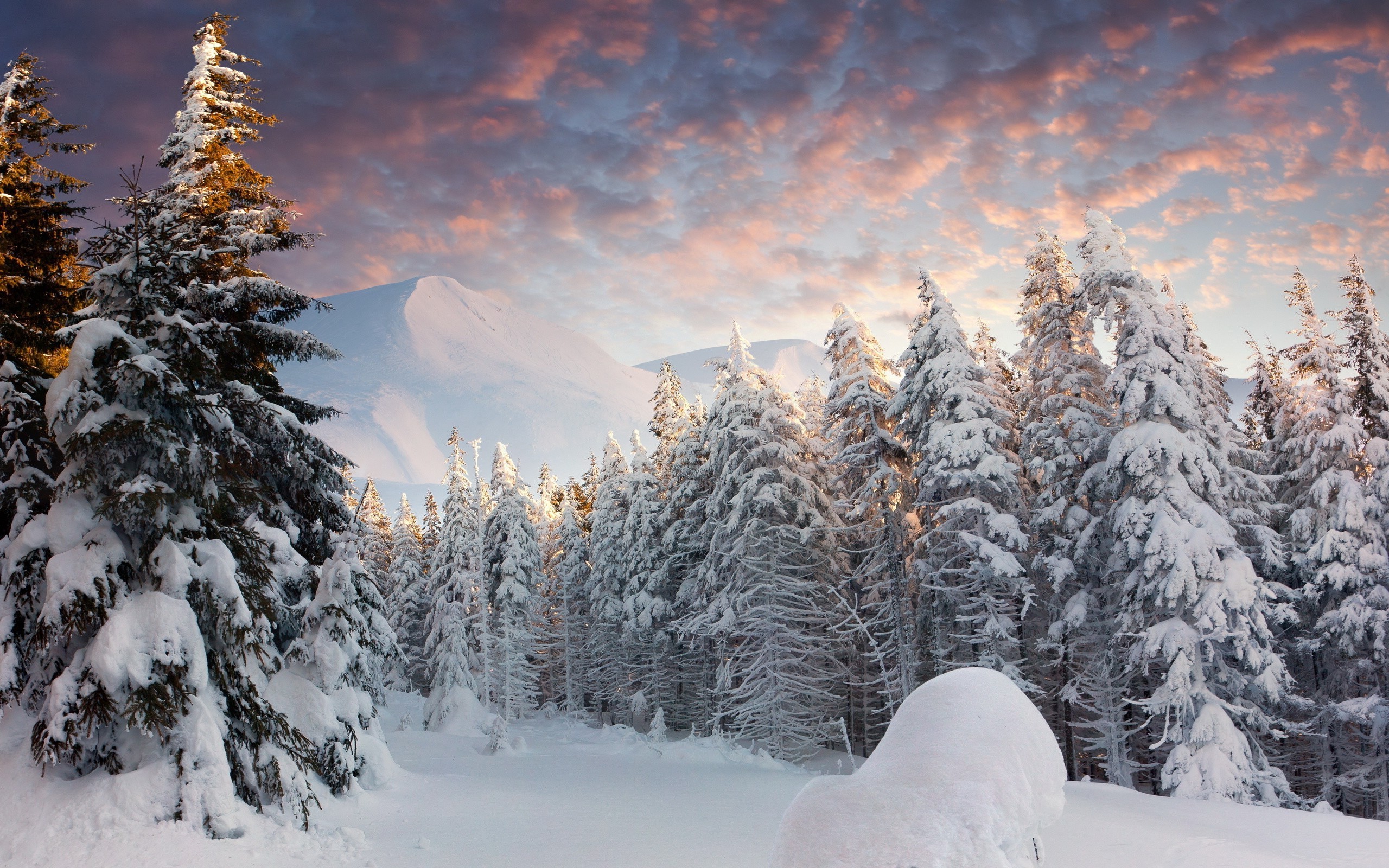 landscape, Nature, Snow, Forest Wallpaper HD / Desktop and Mobile Background