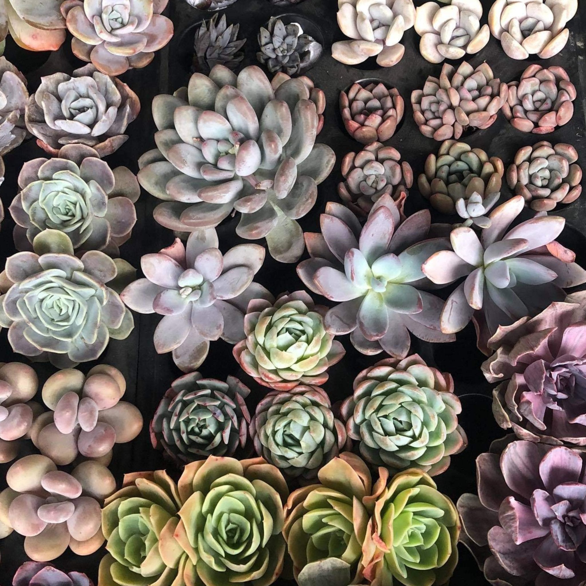 Succulent Plants by Plant Culture PH