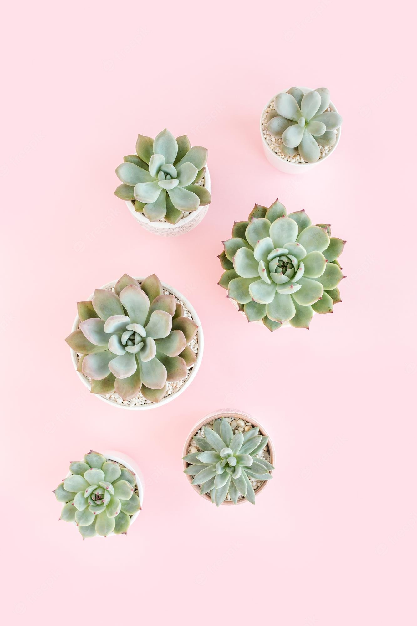 Premium Photo. Green house plants potted succulent plants isolated on pink background flat lay top view high quality photo